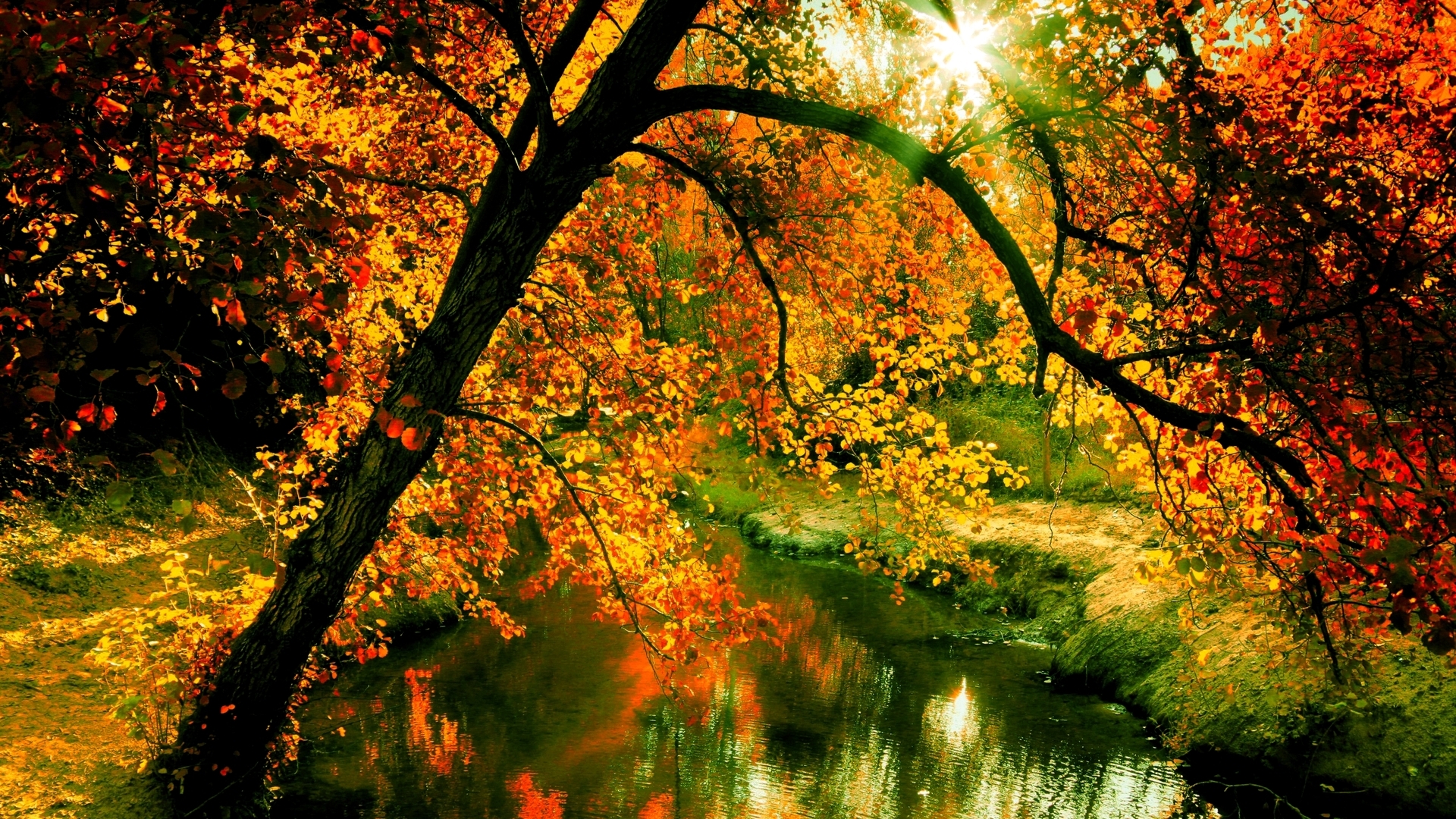 Download mobile wallpaper Forest, Tree, Fall, Earth, River, Sunbeam for free.