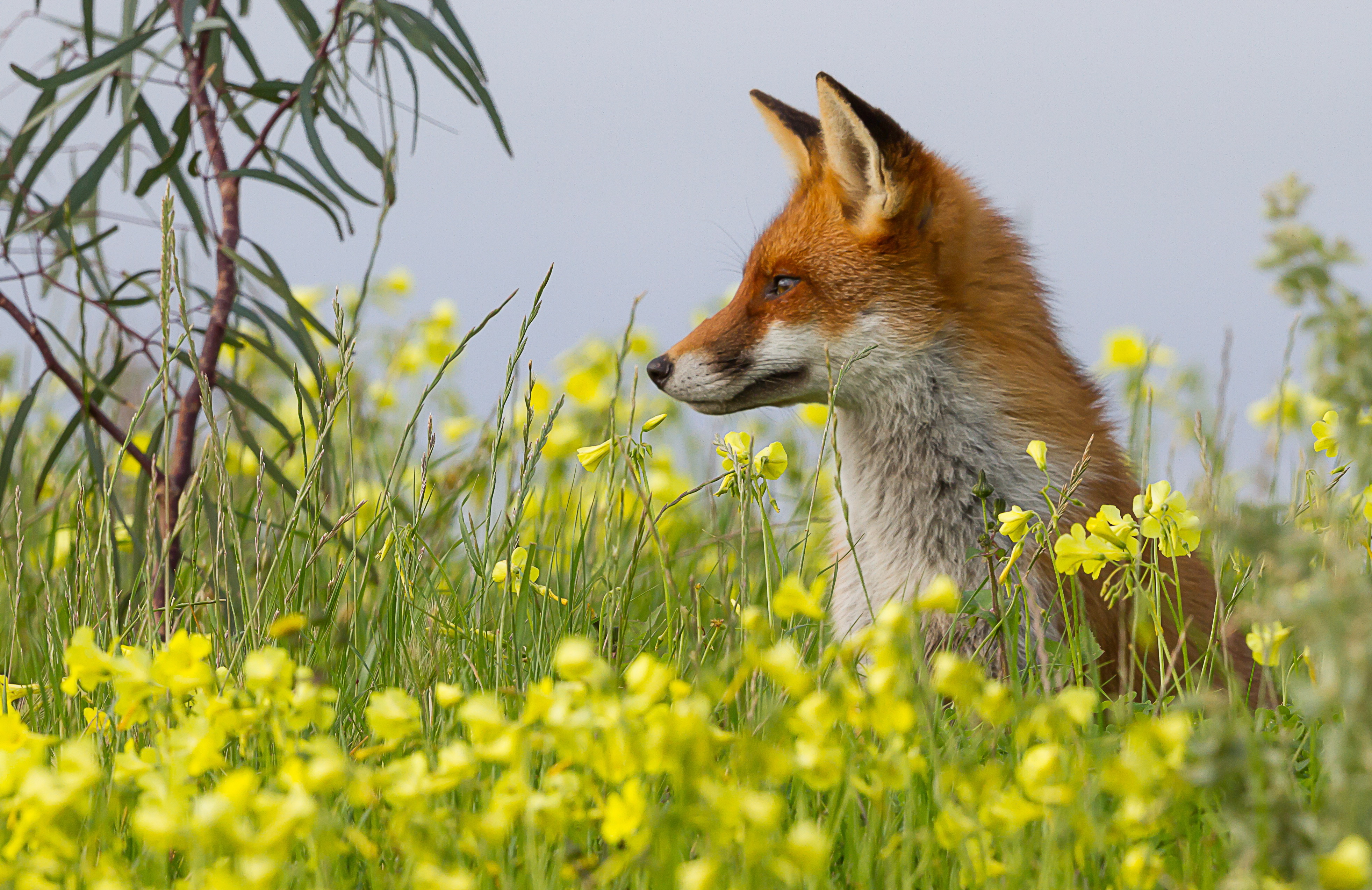 無料モバイル壁紙動物, 自然, 花, 狐をダウンロードします。