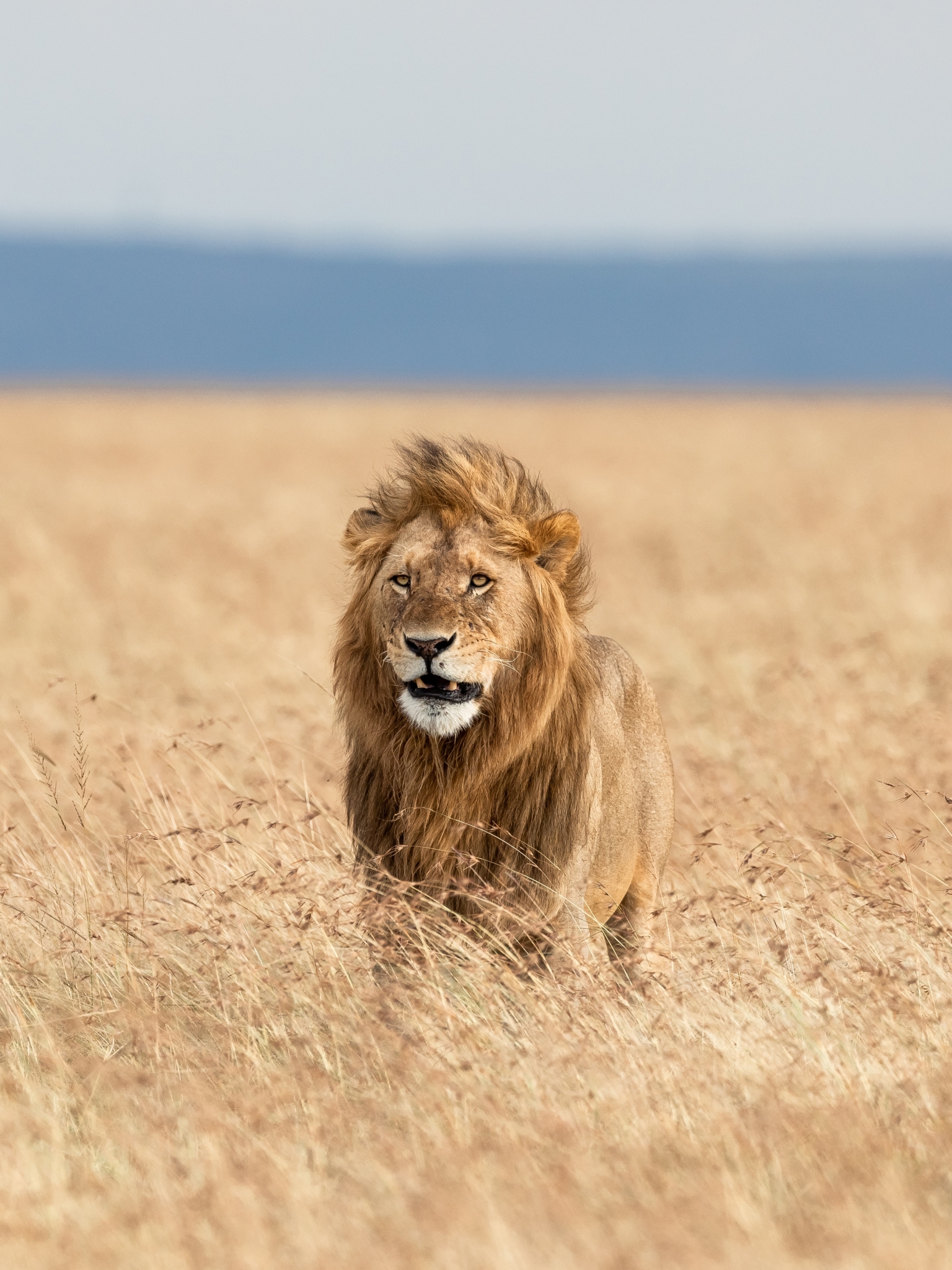 Download mobile wallpaper Cats, Lion, Animal, Depth Of Field for free.