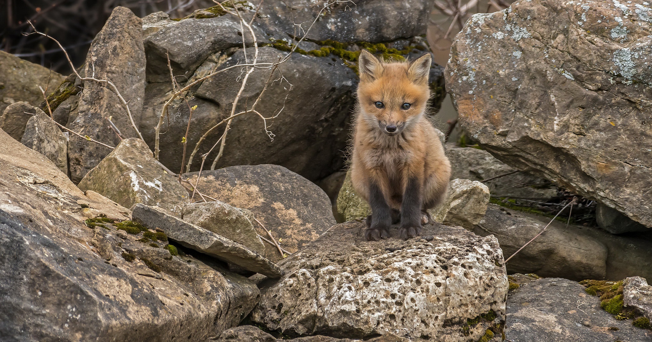 Free download wallpaper Fox, Animal, Baby Animal, Cub on your PC desktop