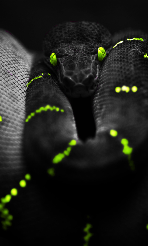Download mobile wallpaper Animal, Reptiles, Python for free.