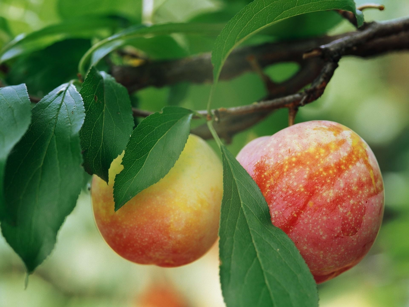 Descarga gratuita de fondo de pantalla para móvil de Plantas, Manzanas, Frutas.