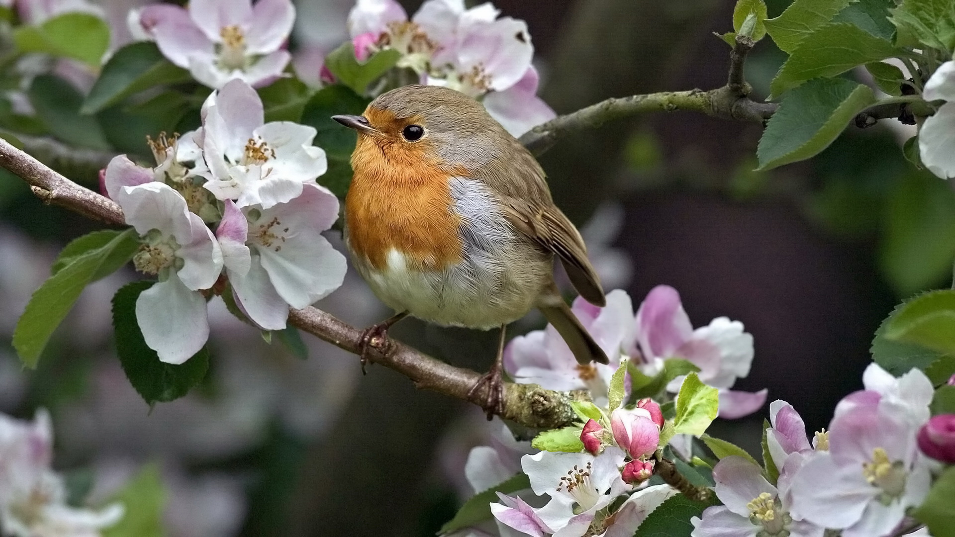 Download mobile wallpaper Robin, Birds, Animal for free.