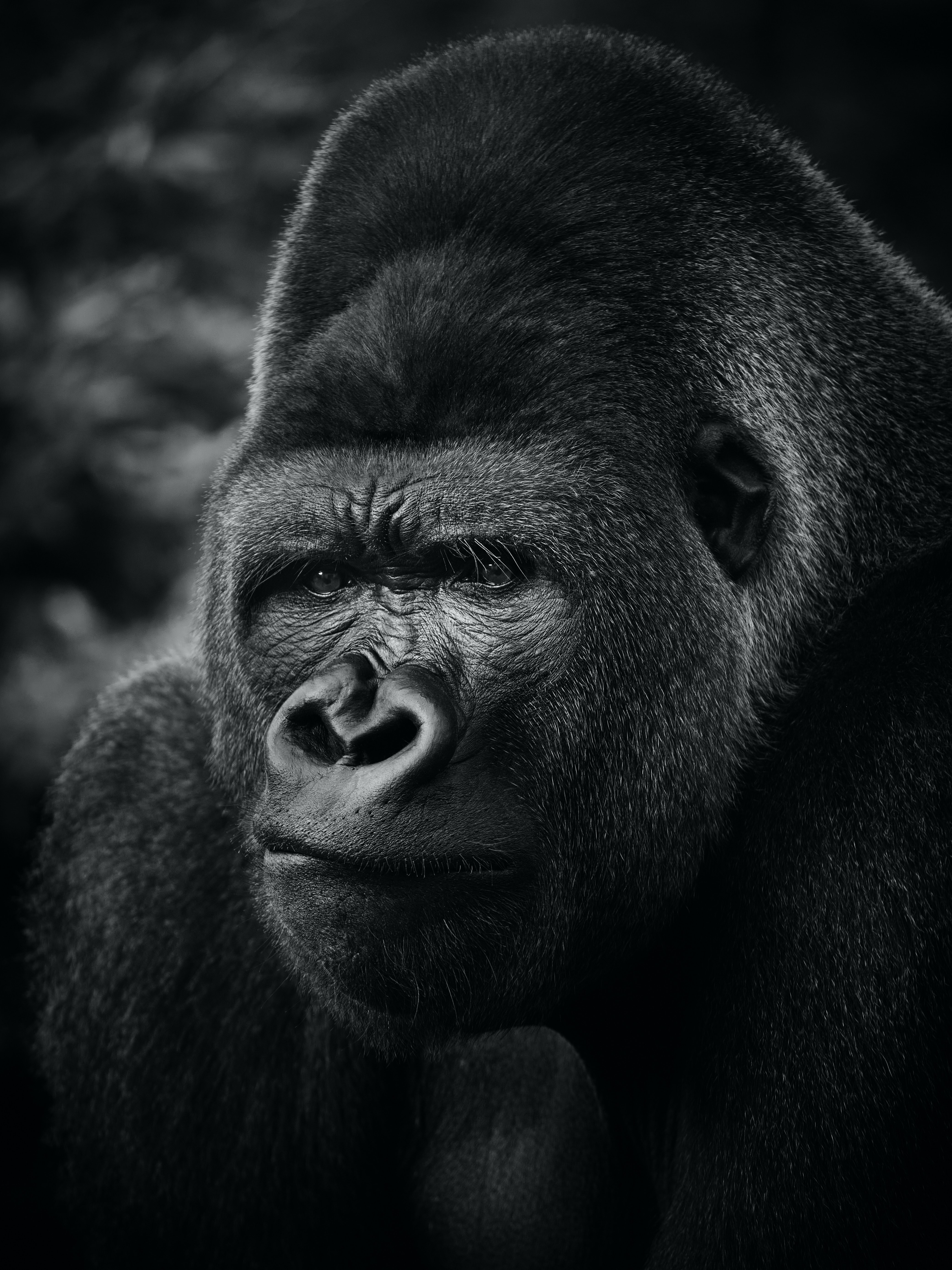 63178 скачать обои горилла, животное, примат, животные, черный - заставки и картинки бесплатно