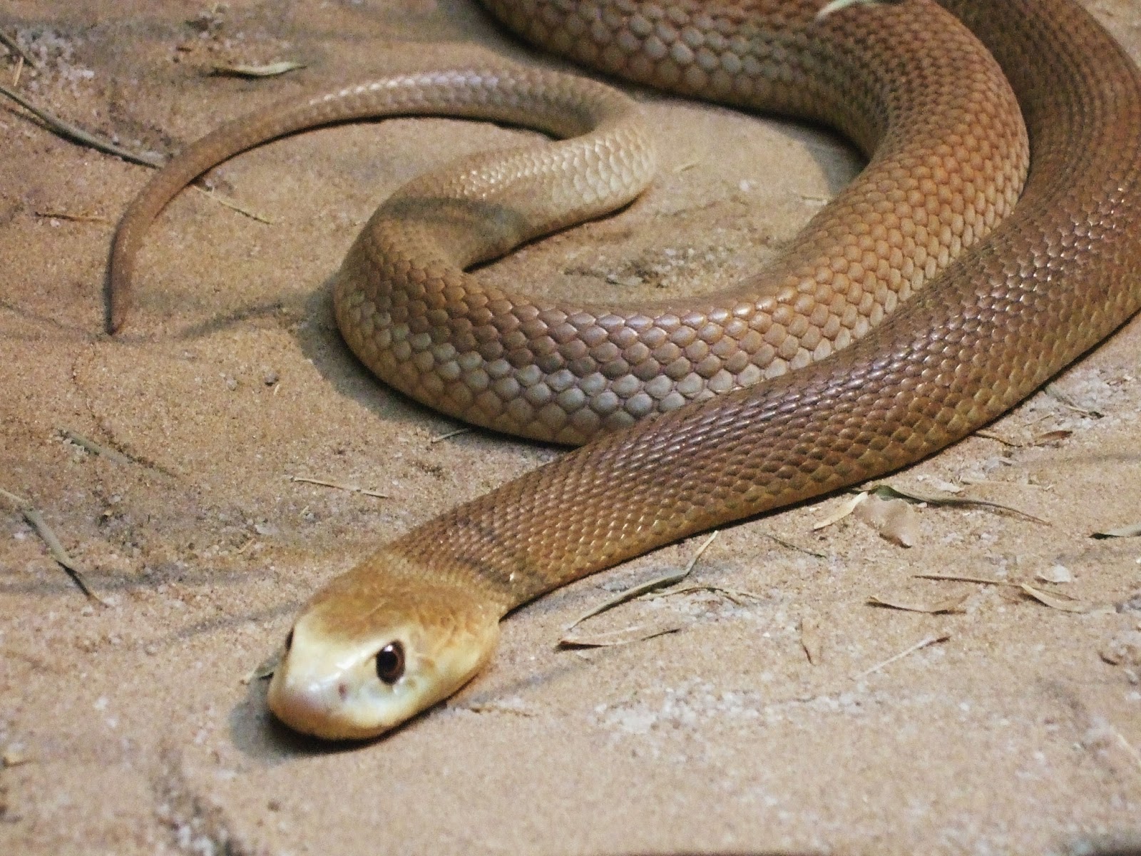 Die besten Taipan-Hintergründe für den Telefonbildschirm