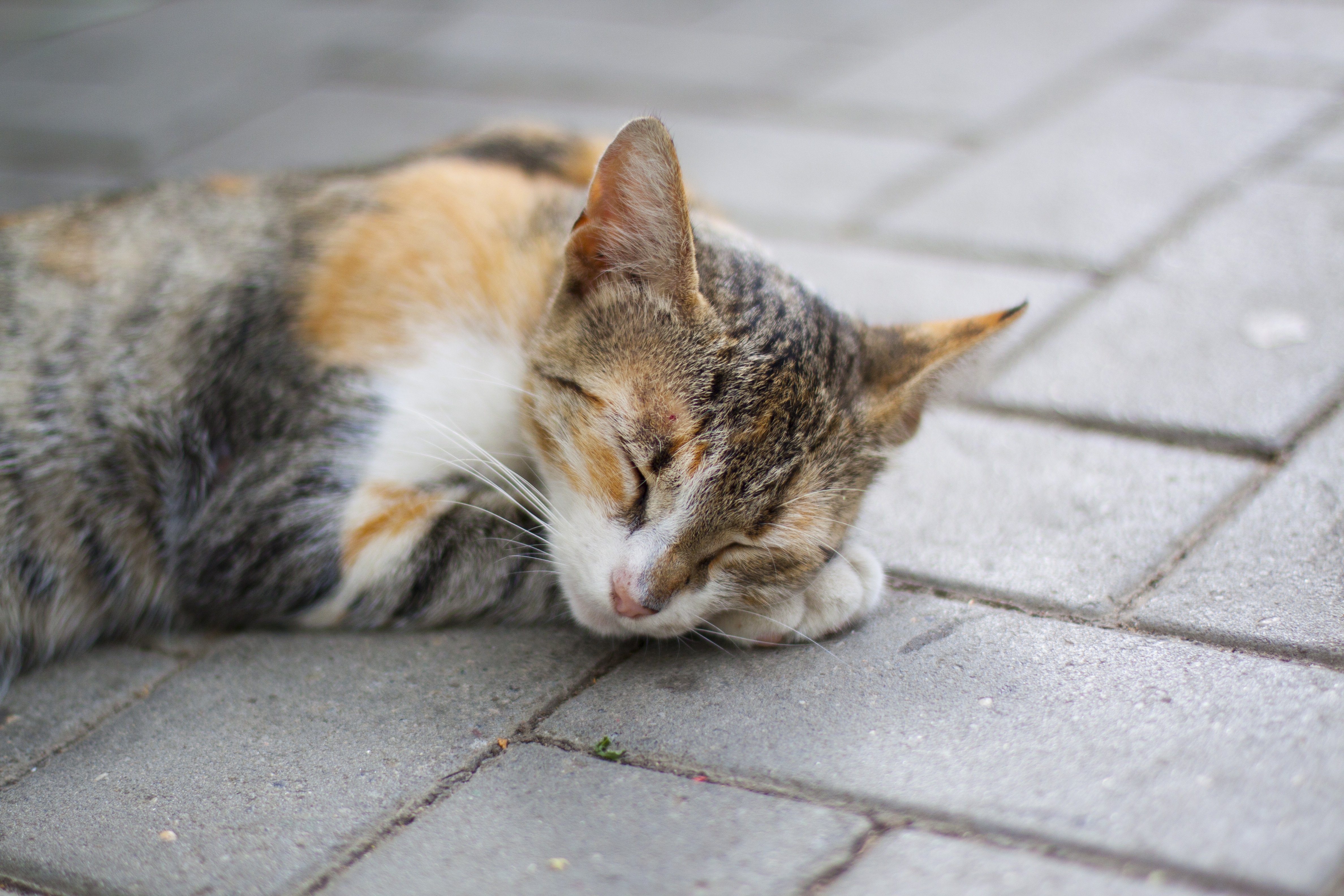 118370 скачать обои животные, кошка, кот, лежит, пятнистый, рыжий, сон, лапа, спит - заставки и картинки бесплатно