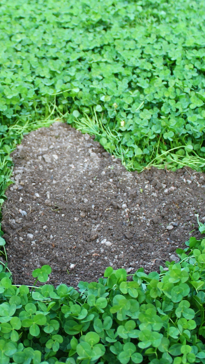 Descarga gratuita de fondo de pantalla para móvil de Trébol, Planta, Corazón, Tierra/naturaleza.