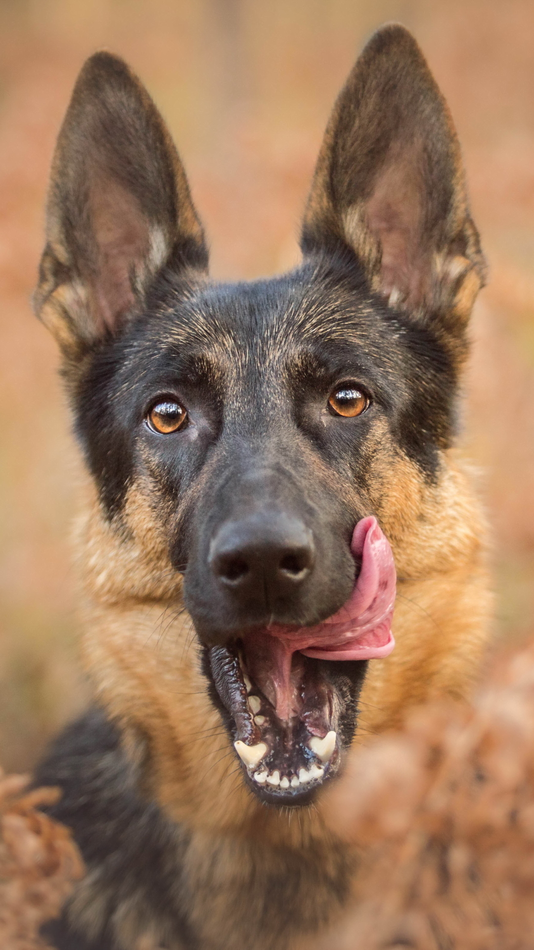 1133984 Bildschirmschoner und Hintergrundbilder Hunde auf Ihrem Telefon. Laden Sie  Bilder kostenlos herunter