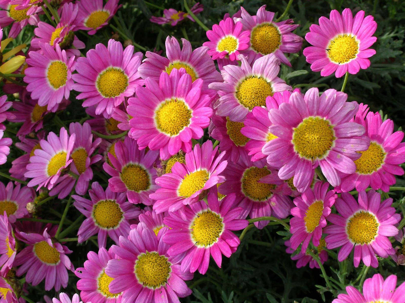 greens, flower bed, flowers, pink, close up, flowerbed