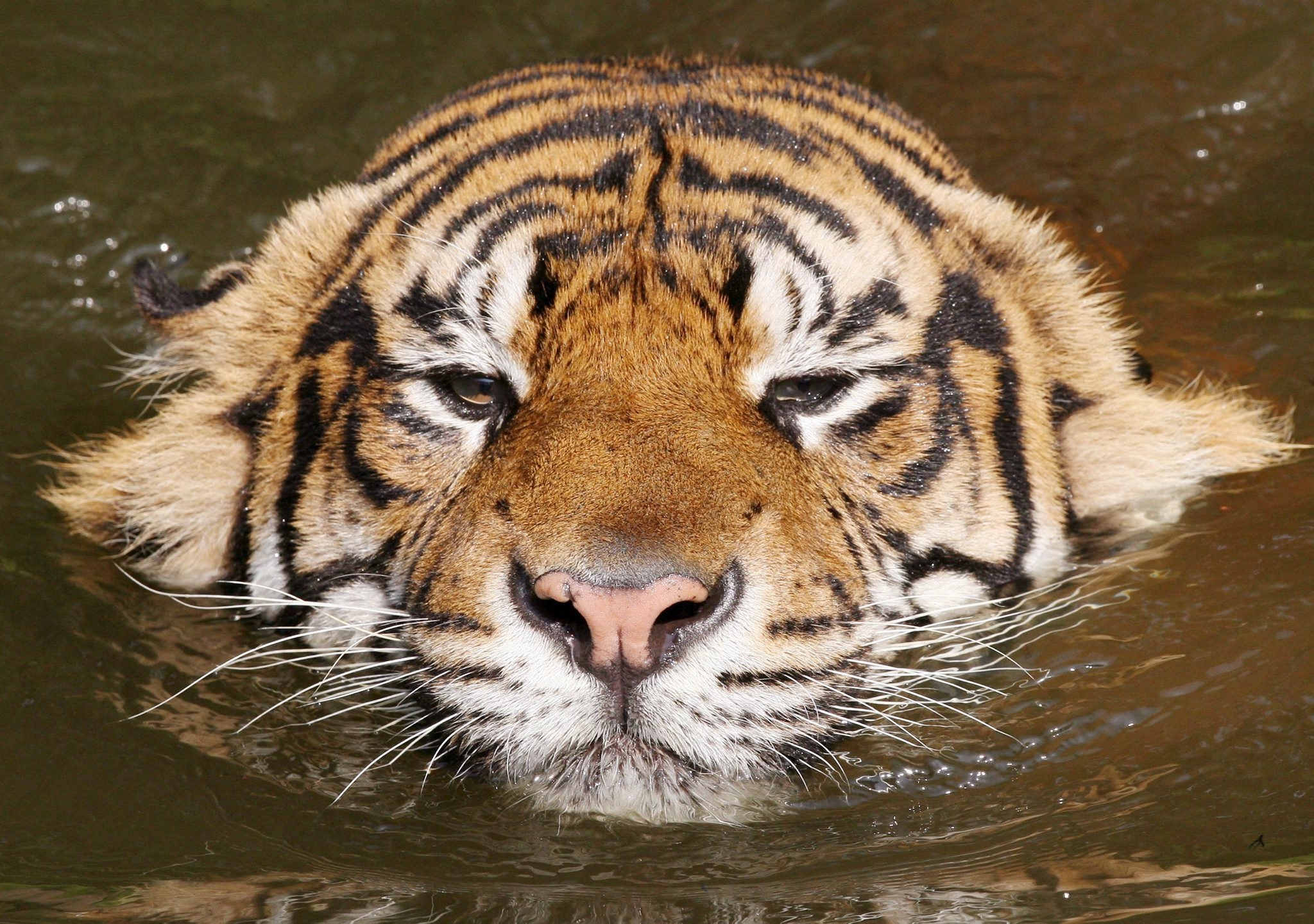 125924 baixar papel de parede animais, focinho, listrado, tigre, nadar - protetores de tela e imagens gratuitamente