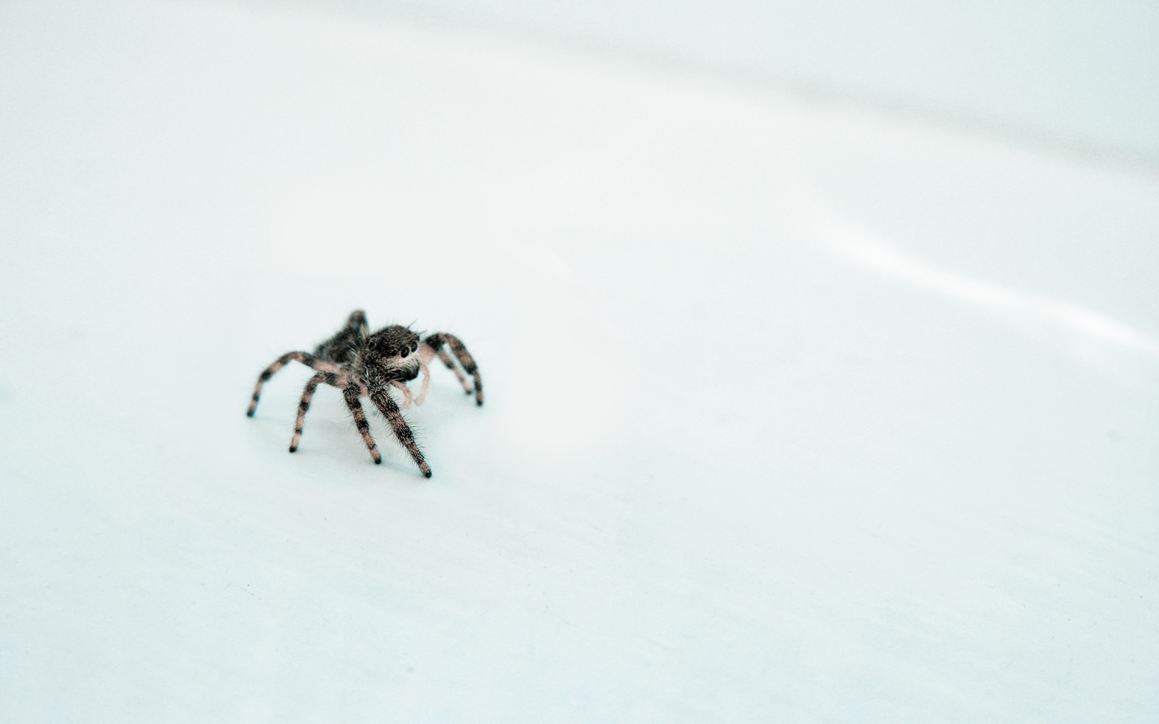 521416 baixar papel de parede animais, aranha, aranha saltadora - protetores de tela e imagens gratuitamente
