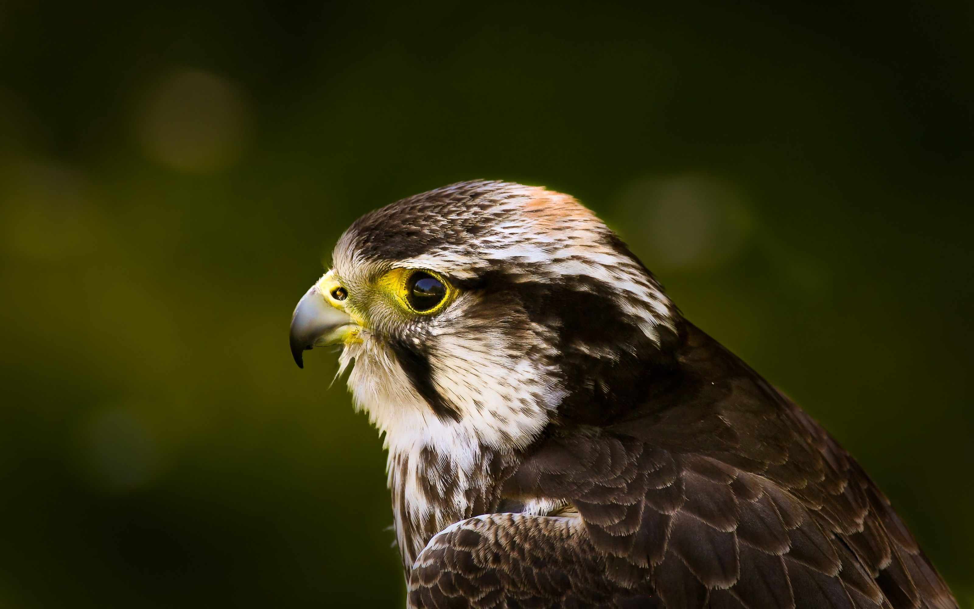 Téléchargez gratuitement l'image Aigle, Des Oiseaux, Animaux sur le bureau de votre PC