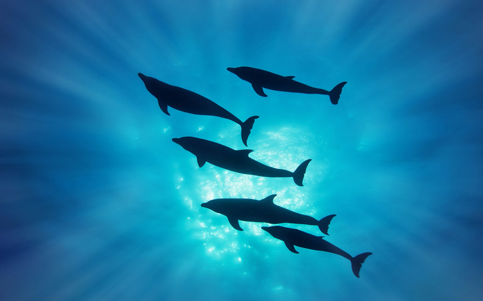 Free download wallpaper Animal, Dolphin on your PC desktop
