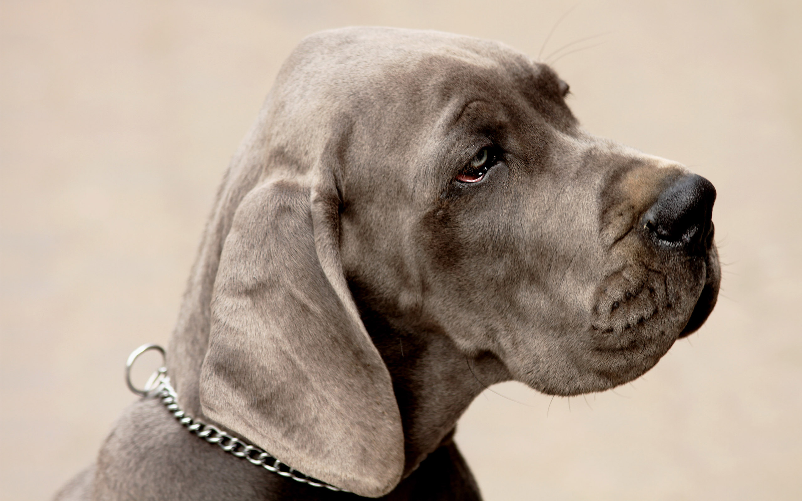 Handy-Wallpaper Hunde, Hund, Tiere kostenlos herunterladen.