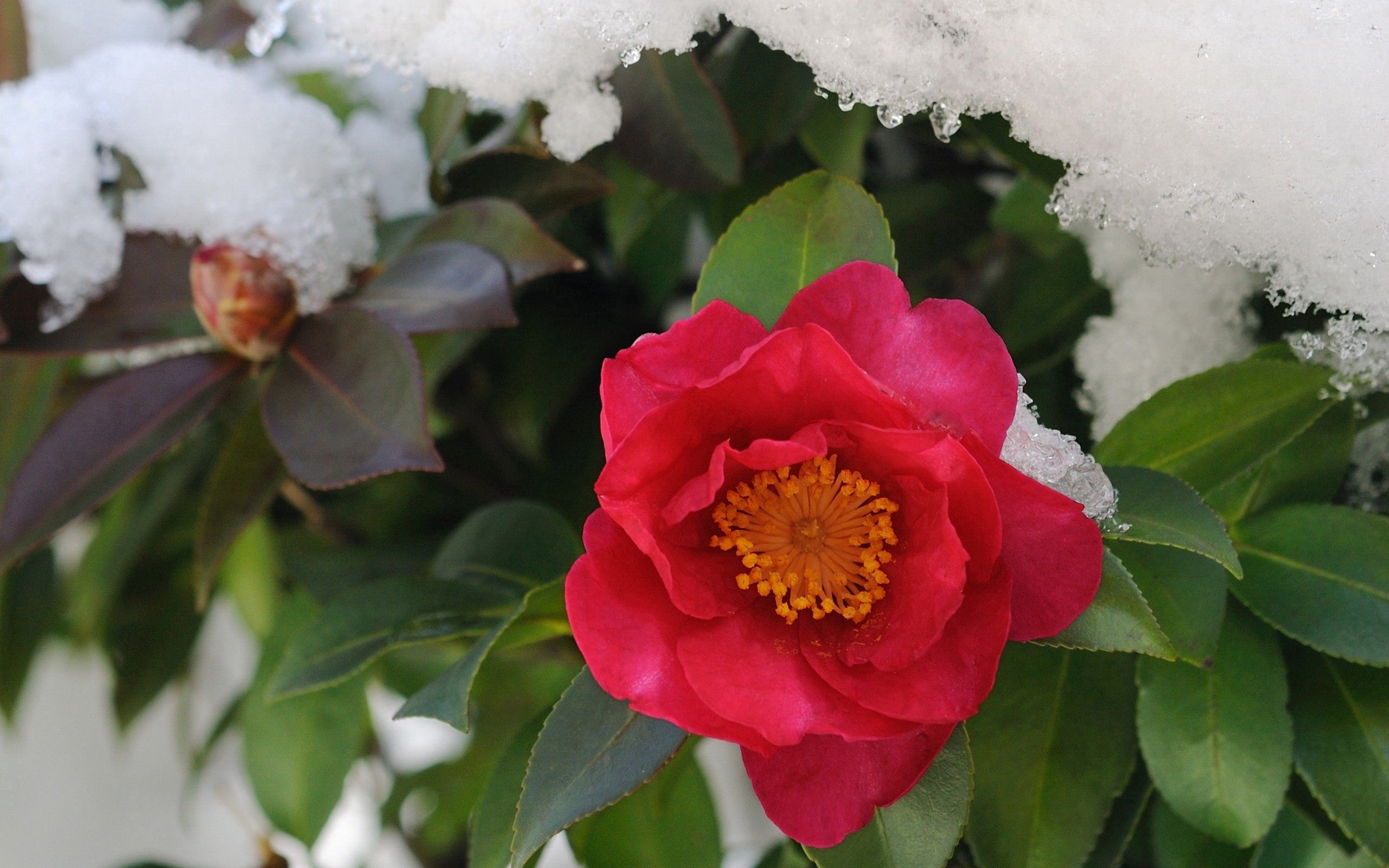 Скачать обои бесплатно Снег, Растение, Цветок, Макро, Листья картинка на рабочий стол ПК