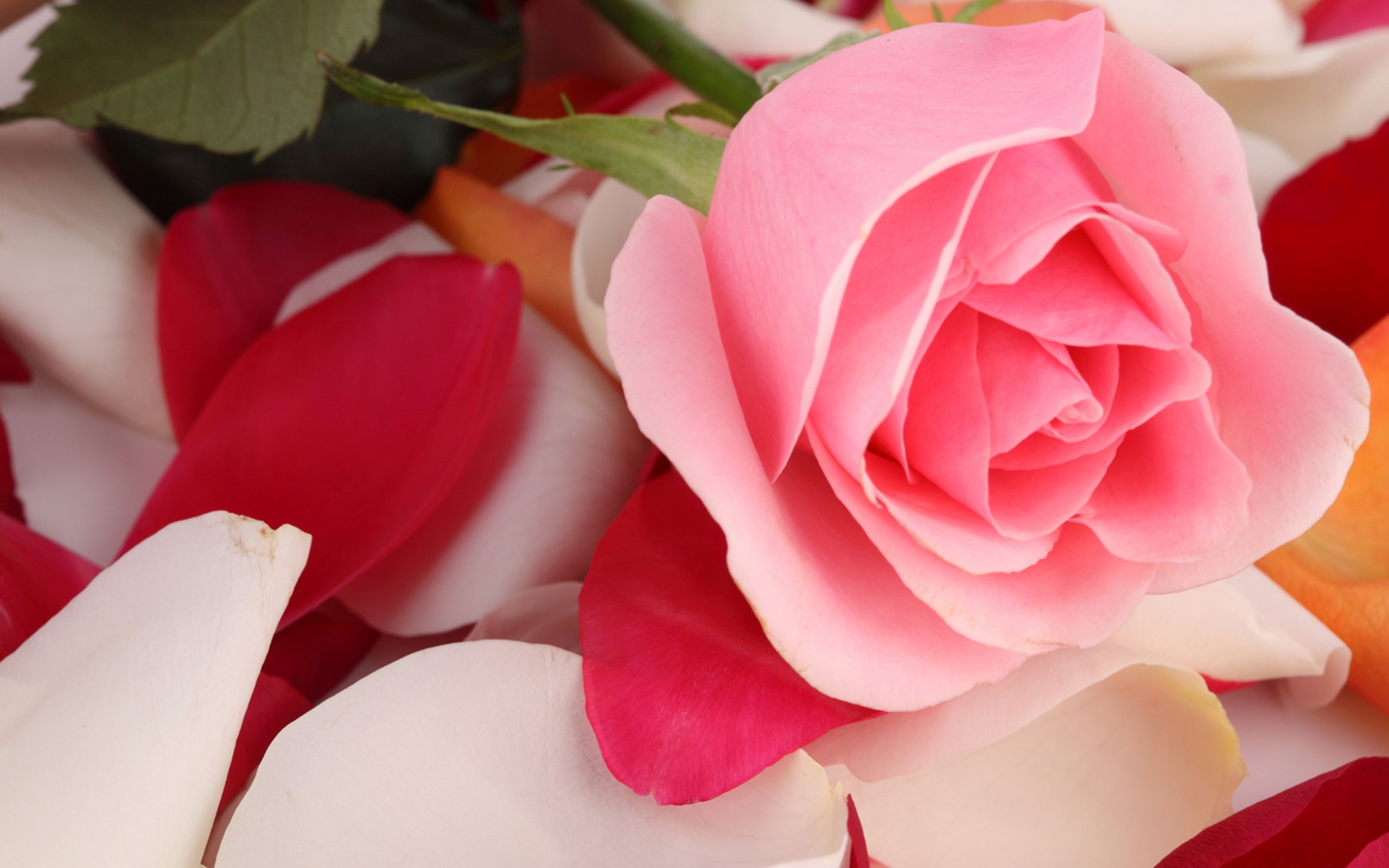 Baixe gratuitamente a imagem Plantas, Rosas, Flores na área de trabalho do seu PC