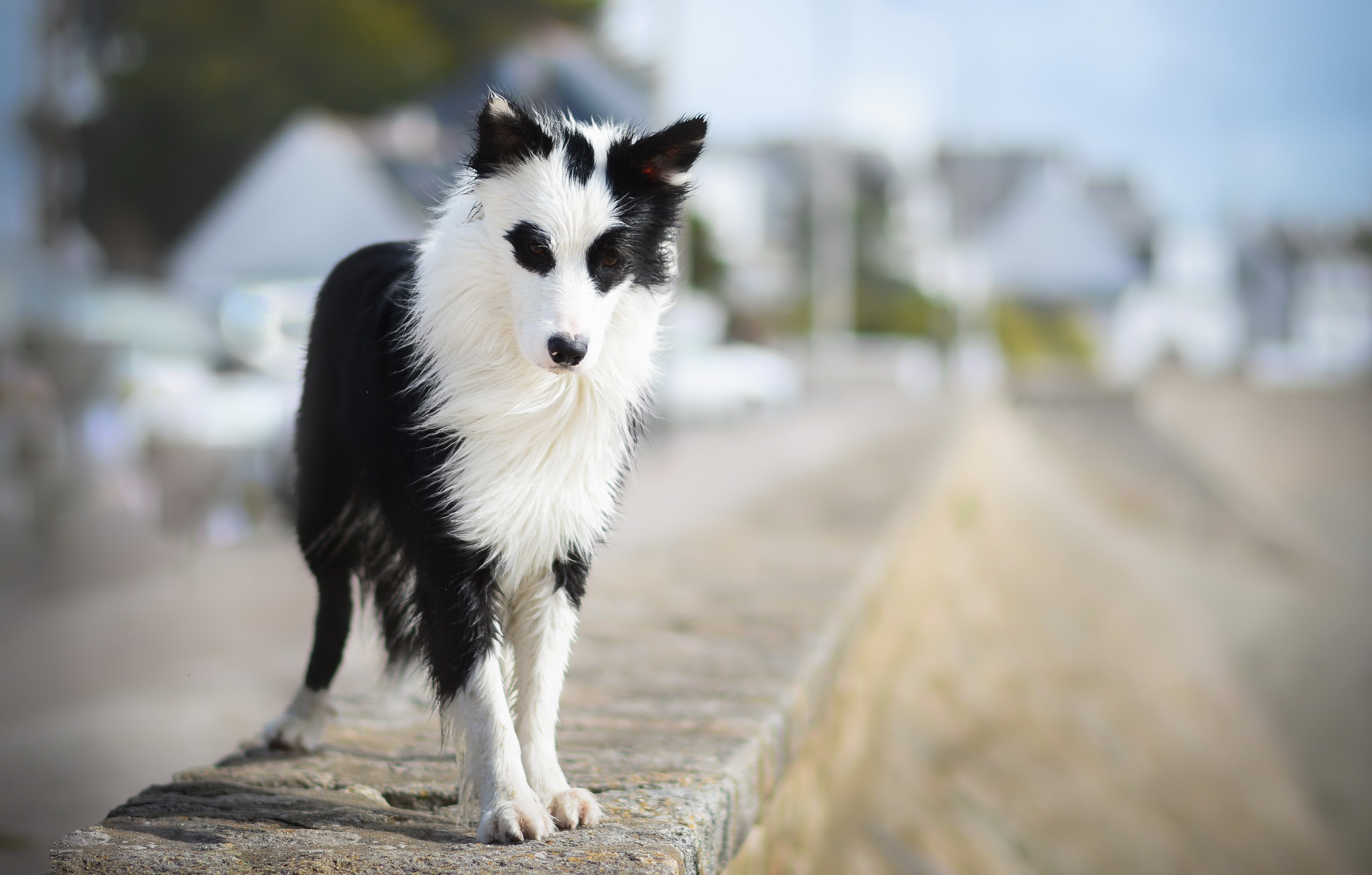 PCデスクトップに動物, 犬, ボーダーコリー, 被写界深度画像を無料でダウンロード