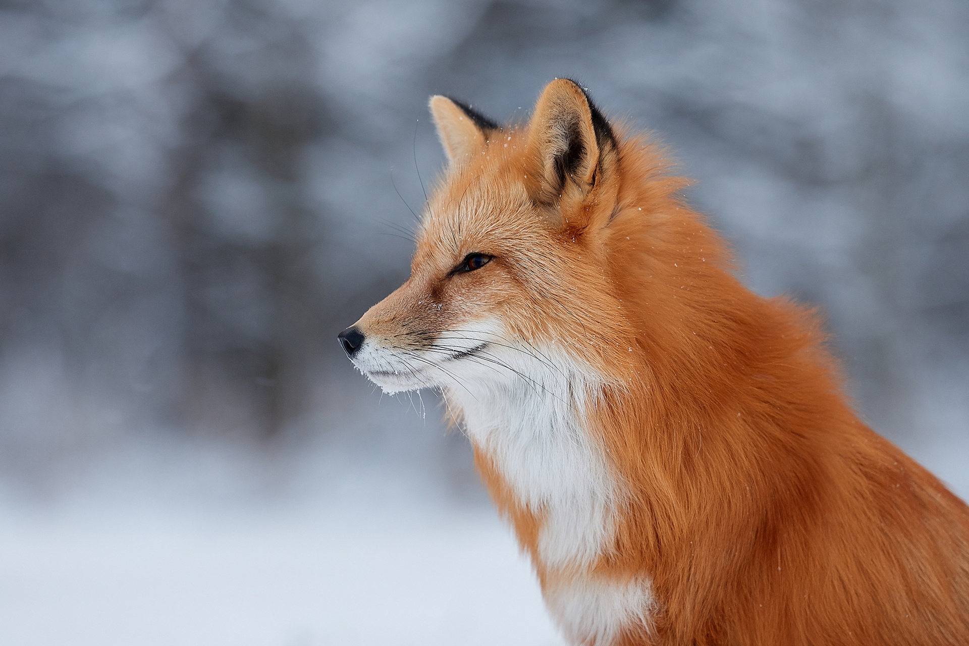 Download mobile wallpaper Fox, Animal for free.