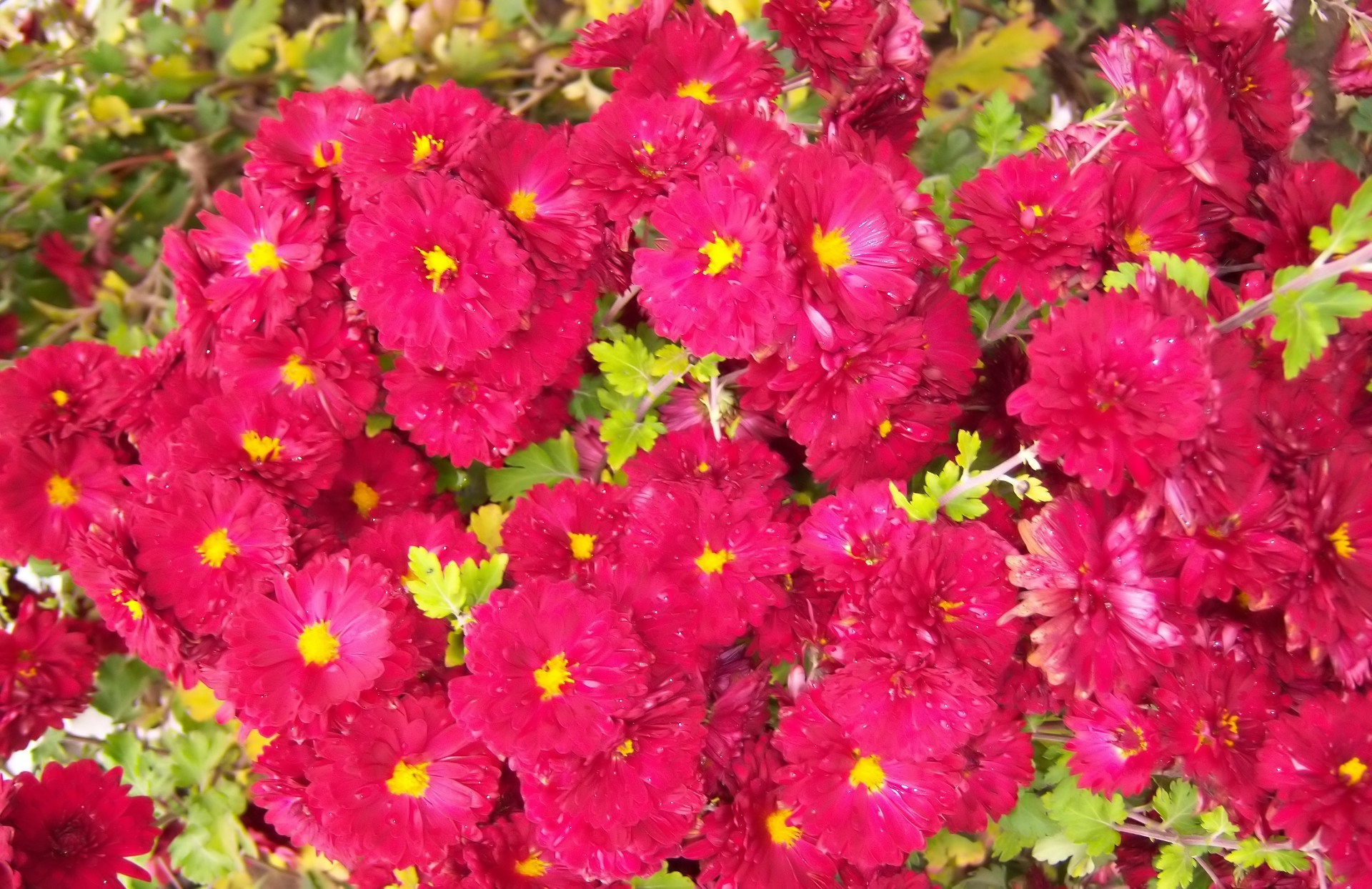 Téléchargez gratuitement l'image Fleurs, Chrysanthème, Terre/nature sur le bureau de votre PC