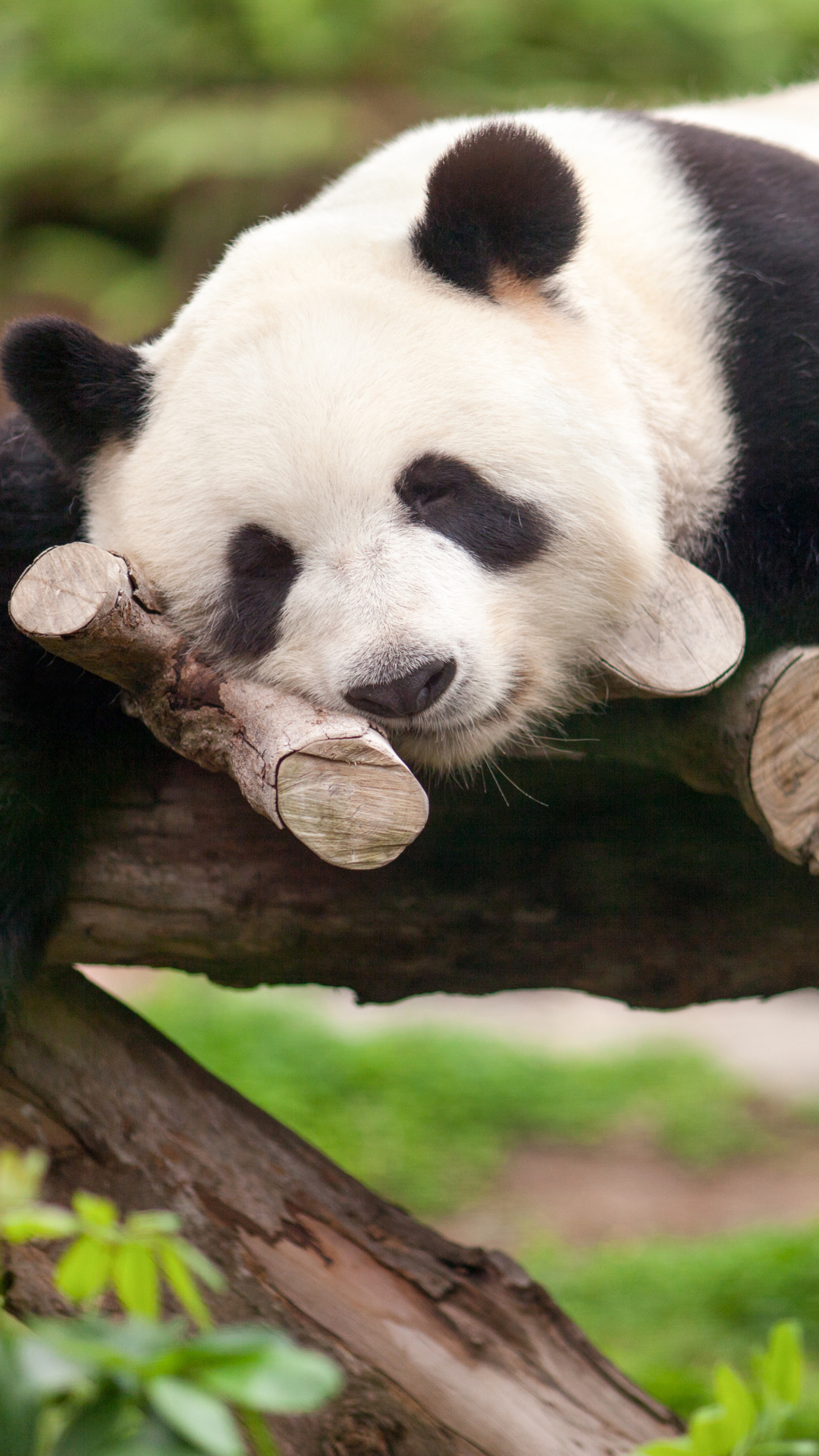 Téléchargez des papiers peints mobile Animaux, Panda, En Train De Dormir, Mignon, Mignonne gratuitement.