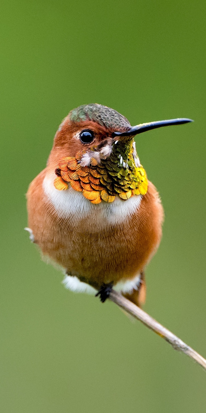 Baixar papel de parede para celular de Animais, Aves, Pássaro, Fechar Se gratuito.