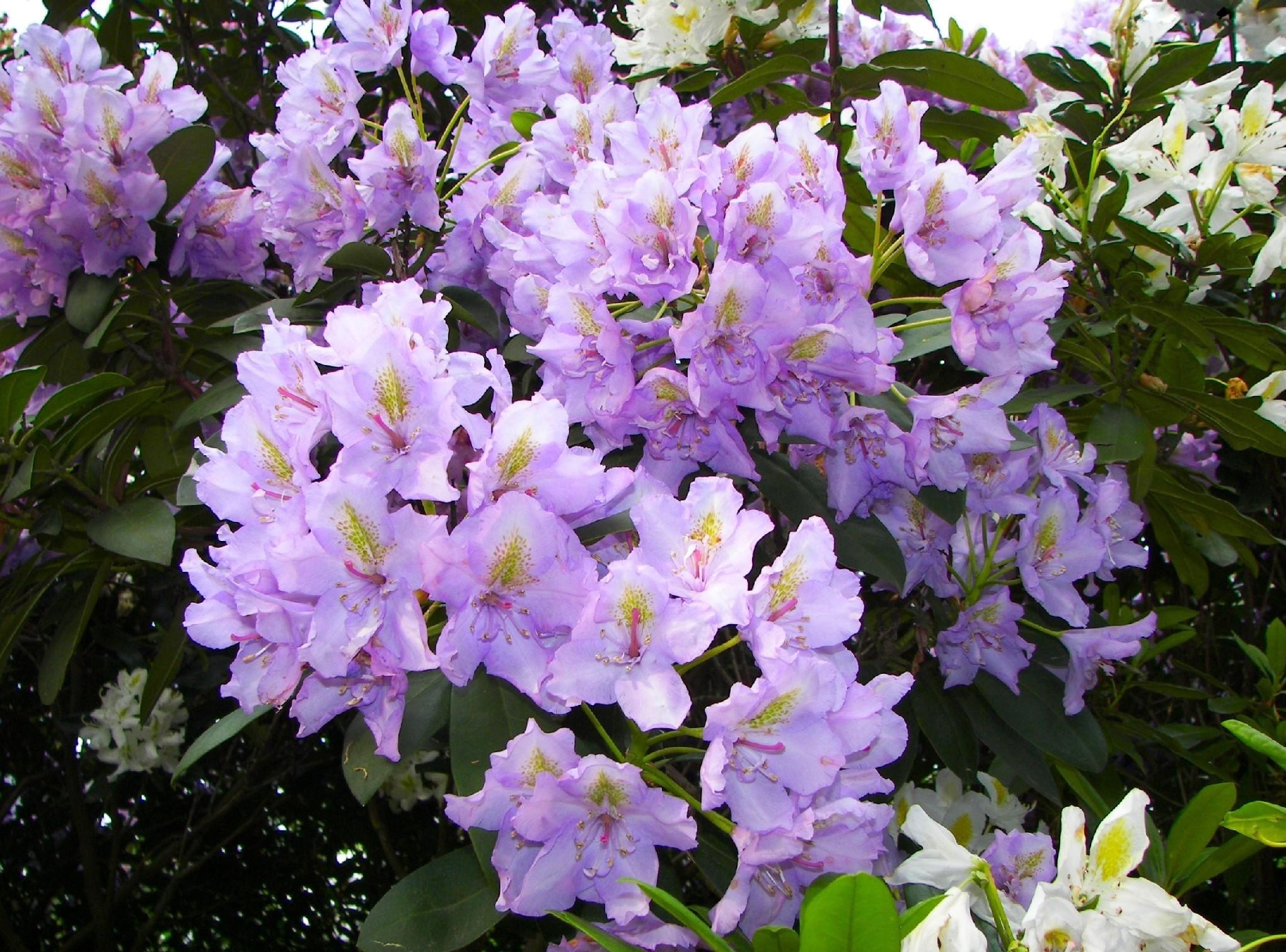 bloom, lilac, flowers, bush, flowering, azalea