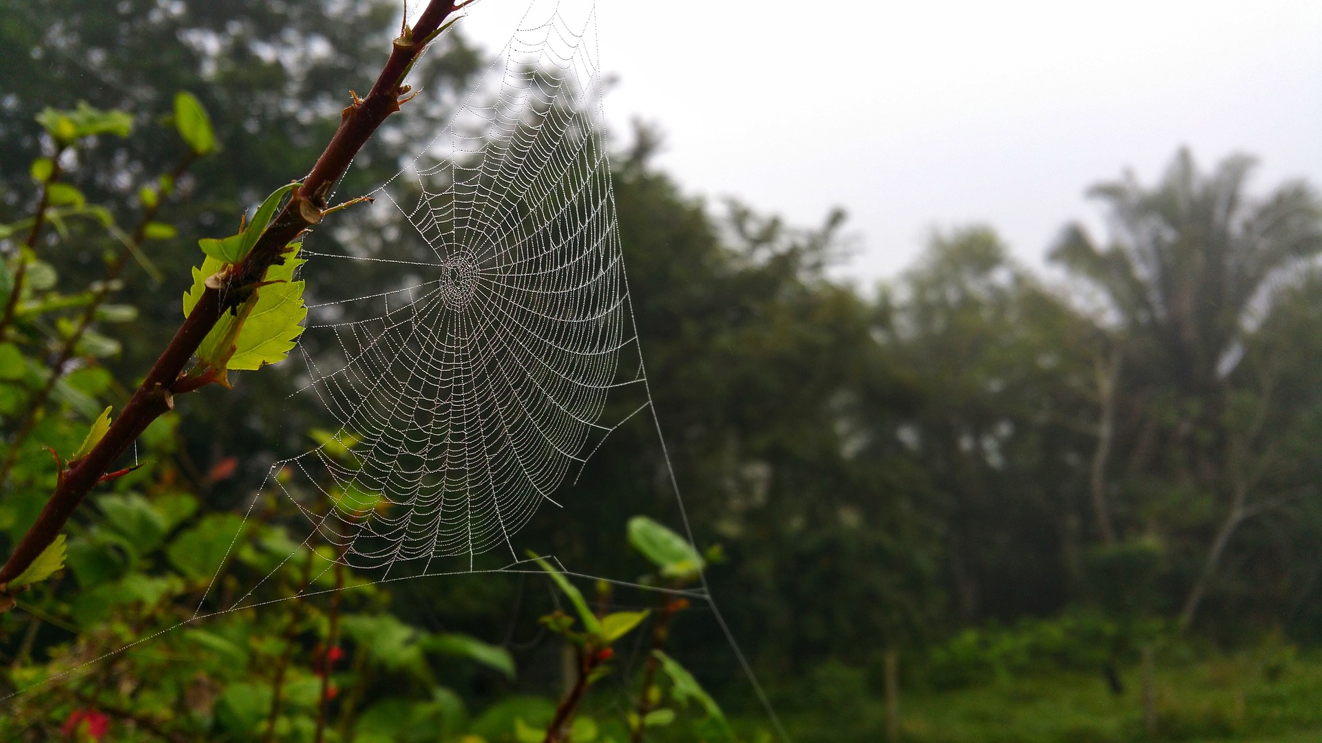 Free download wallpaper Nature, Branch, Photography, Spider Web on your PC desktop