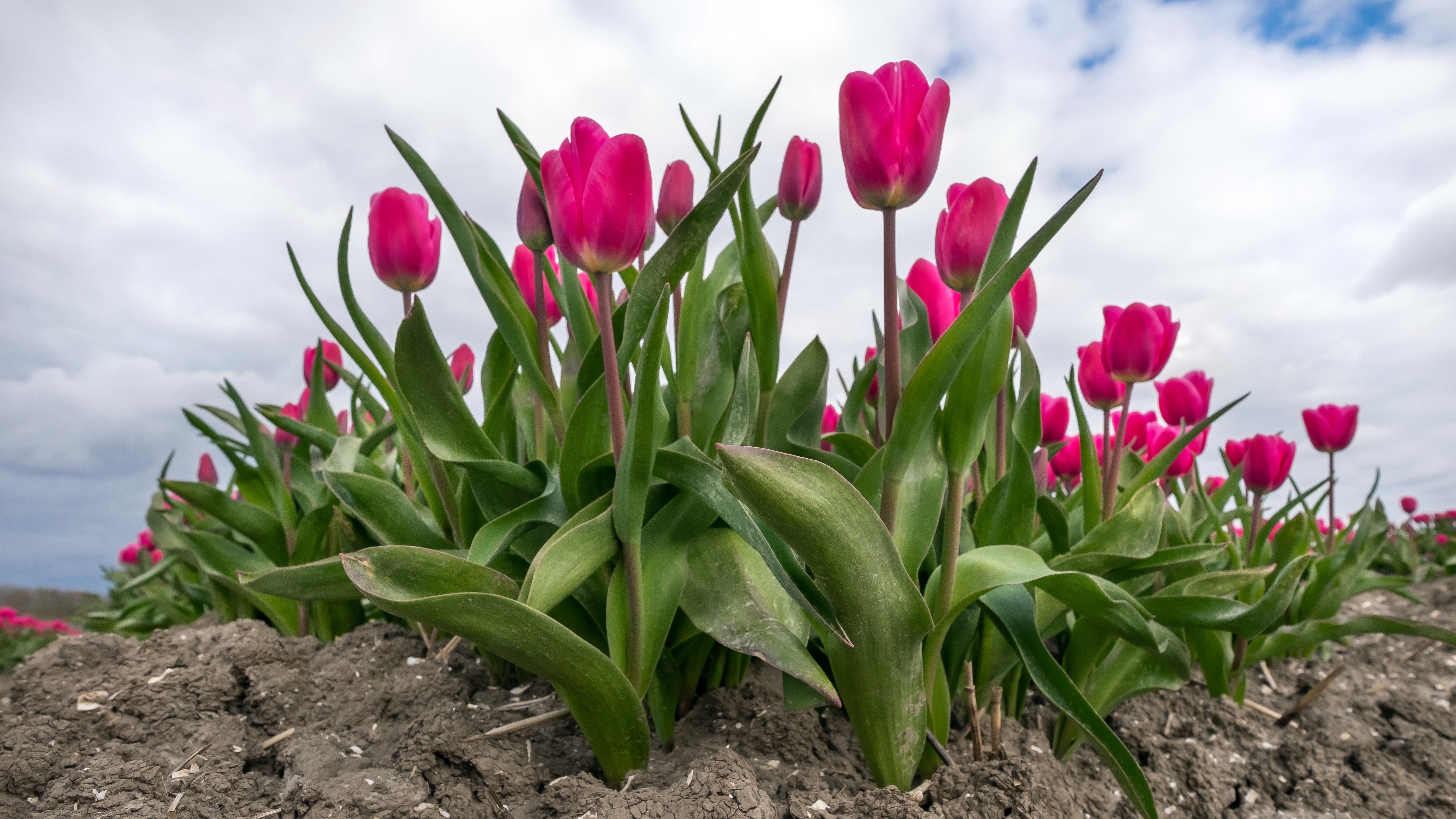Download mobile wallpaper Flowers, Earth, Tulip, Pink Flower for free.