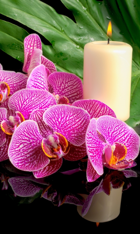 Download mobile wallpaper Leaf, Candle, Orchid, Zen, Religious for free.