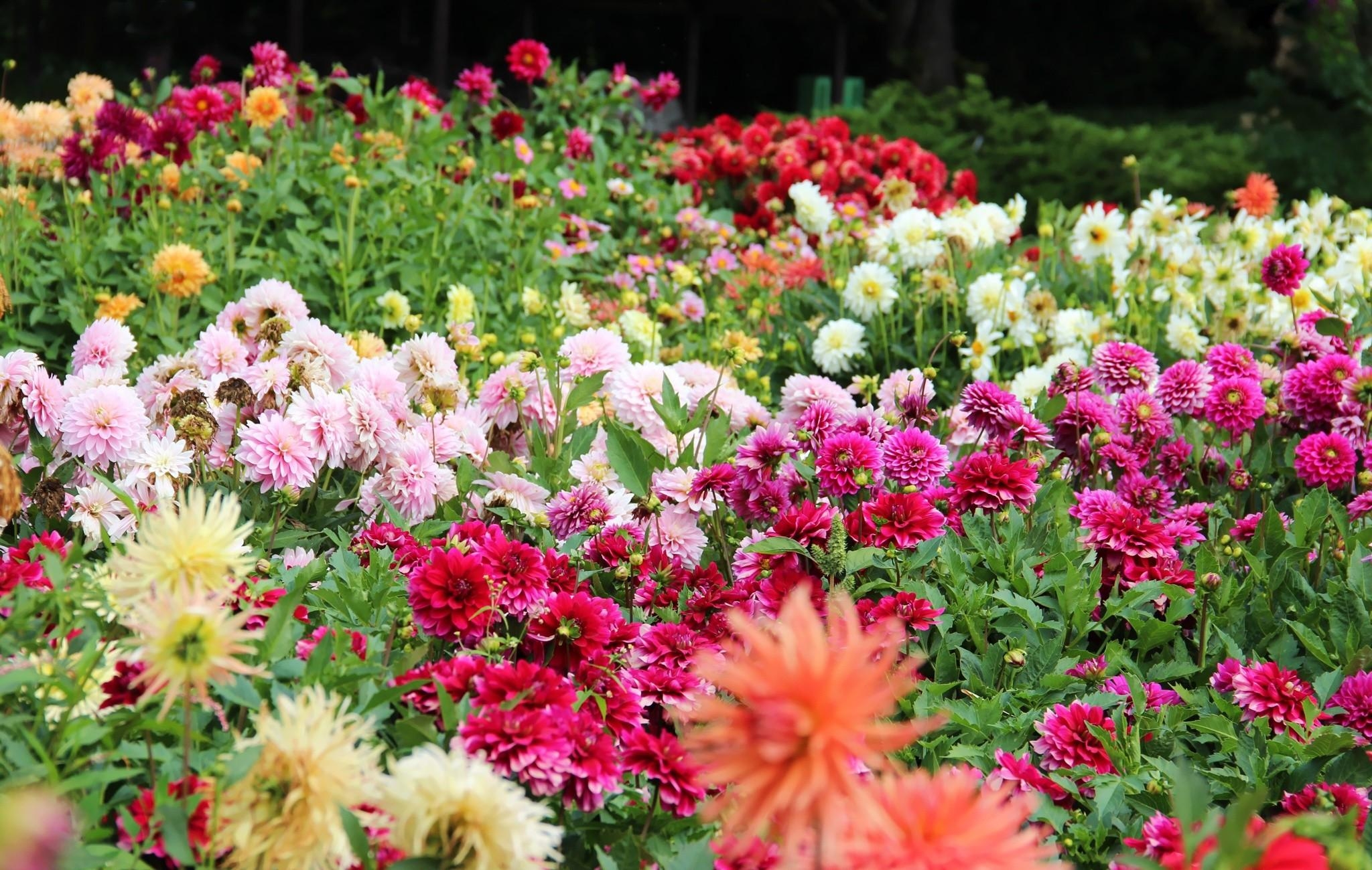 flowers, flower bed, flowerbed, dahlias, lot