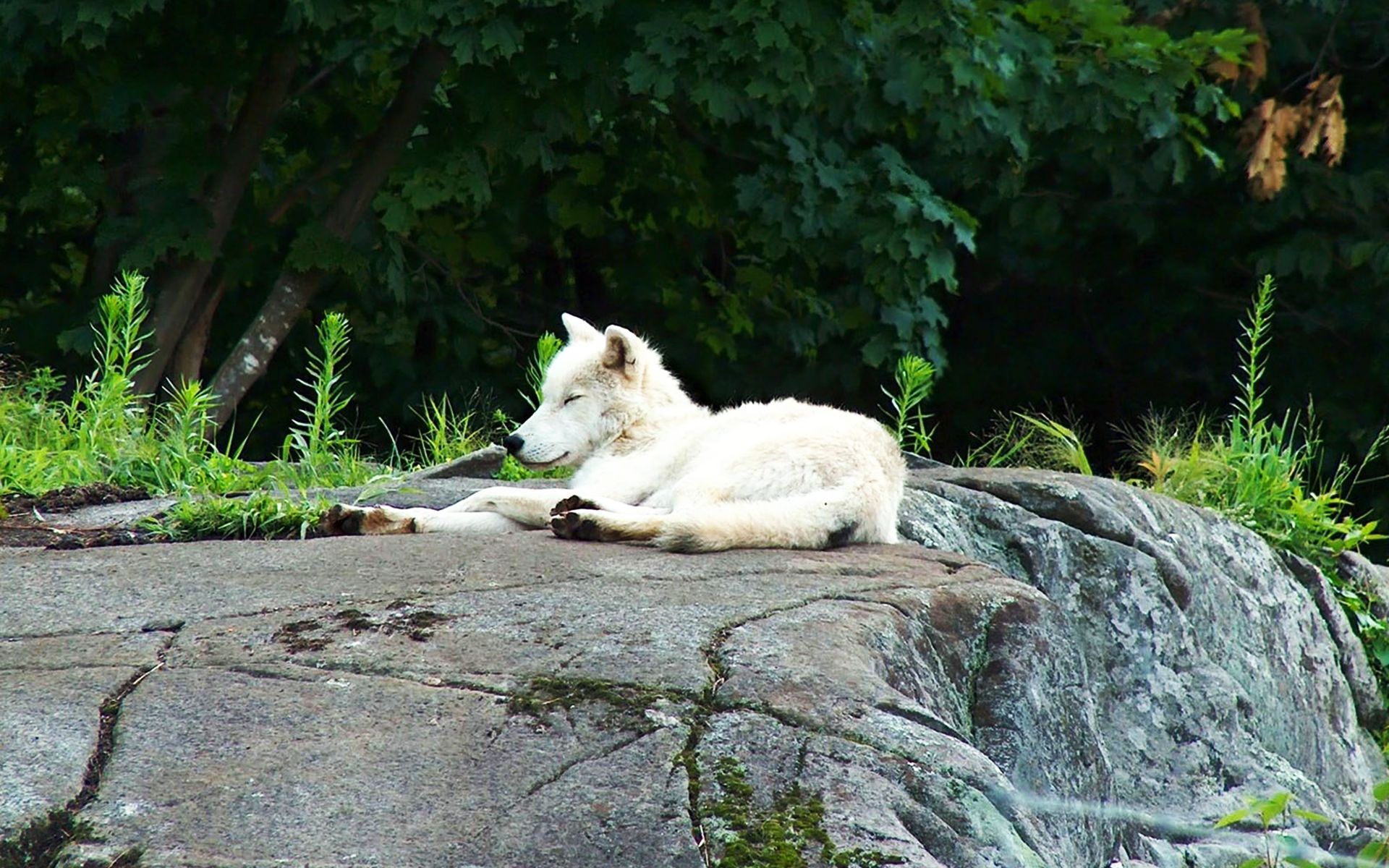 Descarga gratuita de fondo de pantalla para móvil de Animales, Lobo, Wolves.