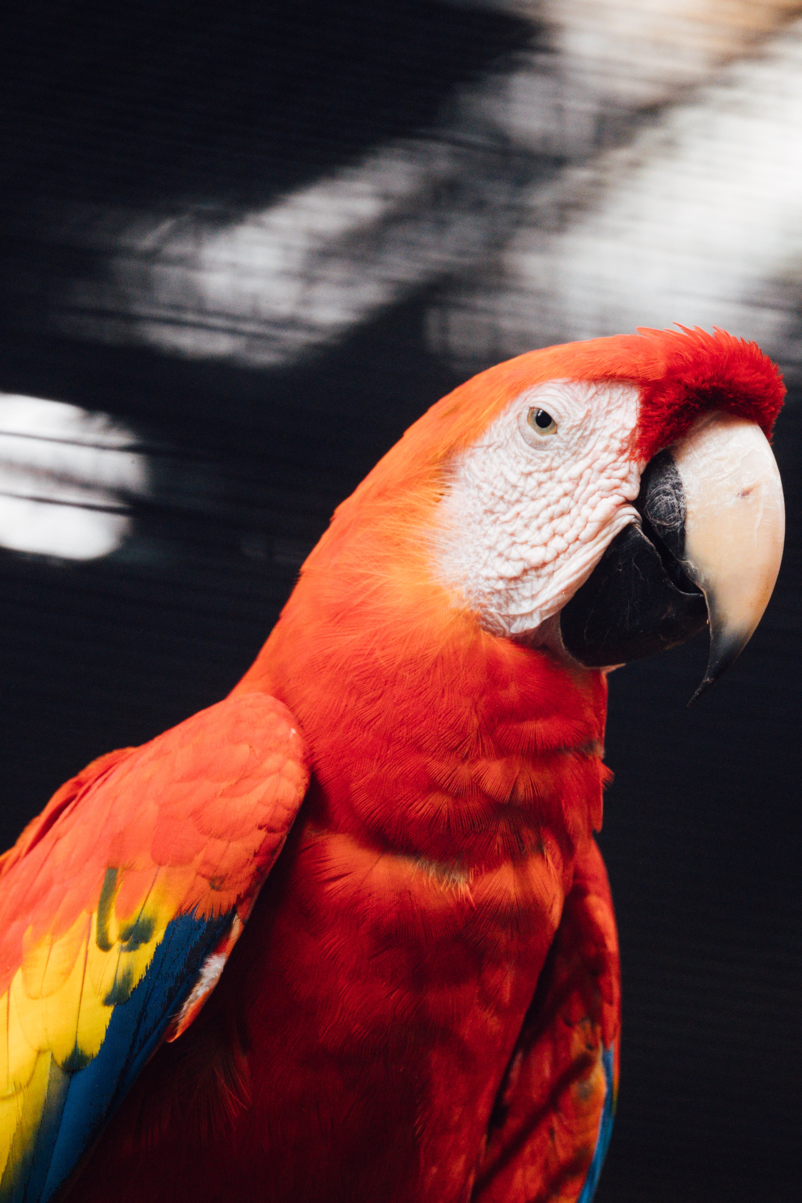 無料モバイル壁紙動物, コンゴウインコ, オウム, 赤い, 鳥をダウンロードします。