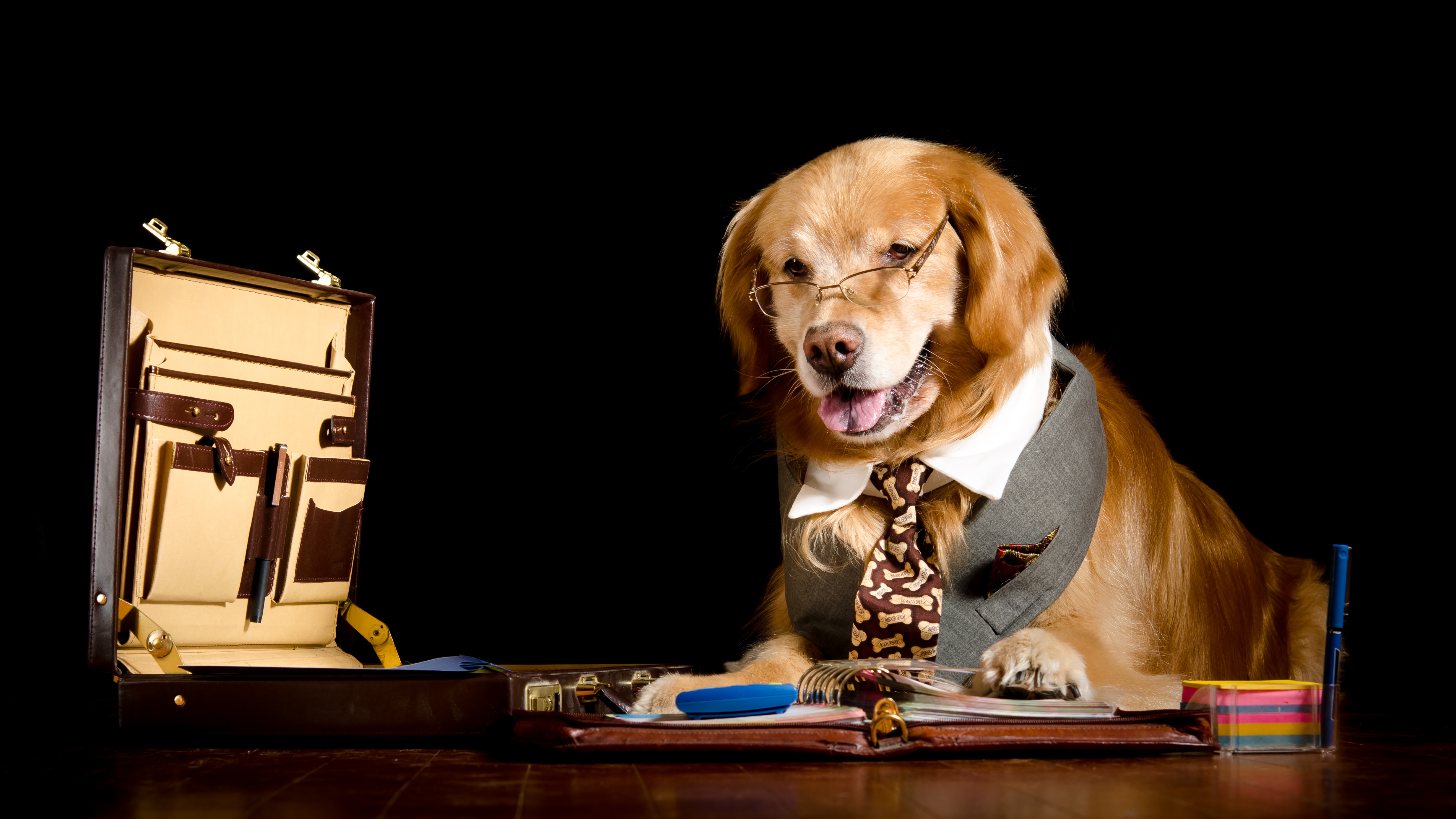 Téléchargez gratuitement l'image Animaux, Chiens, Chien, Golden Retriever sur le bureau de votre PC