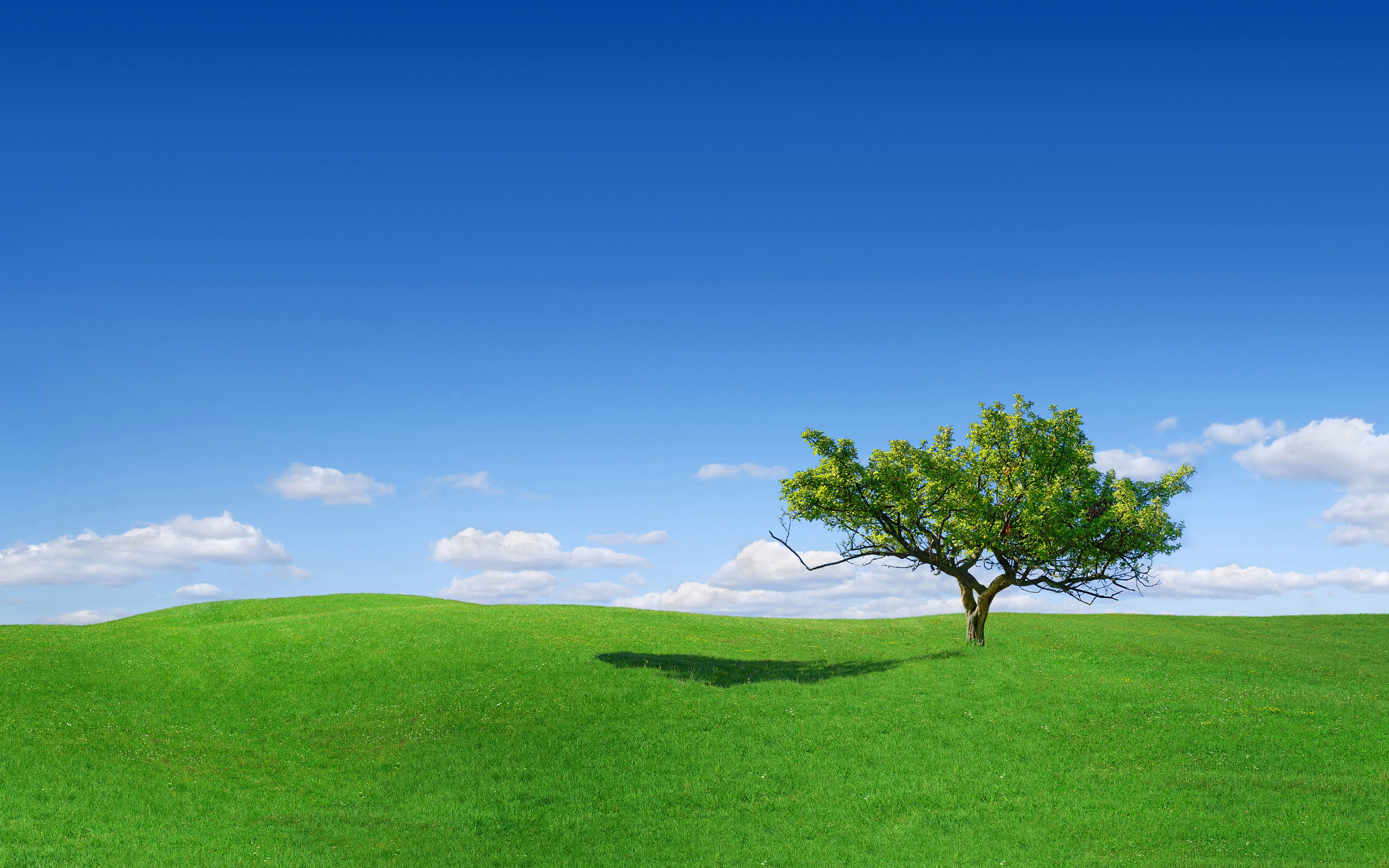Download mobile wallpaper Trees, Tree, Earth for free.