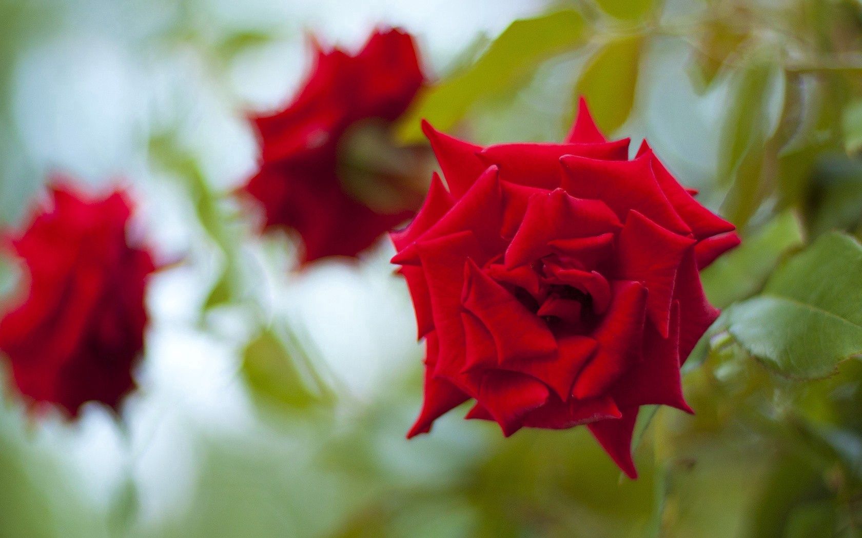 Laden Sie das Makro, Knospe, Bud, Pflanze, Rose, Blütenblätter-Bild kostenlos auf Ihren PC-Desktop herunter