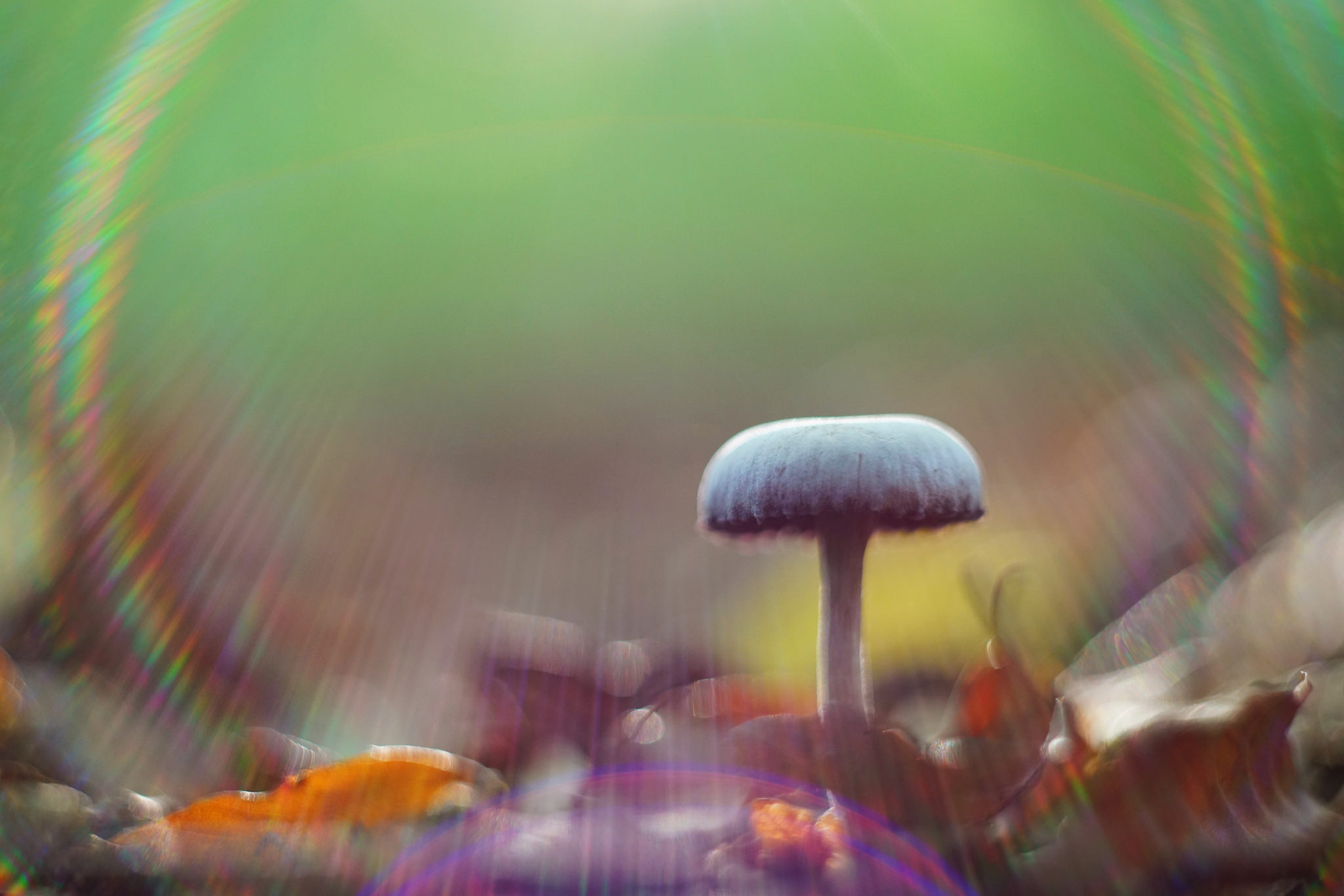 Download mobile wallpaper Nature, Rainbow, Close Up, Fall, Earth, Mushroom for free.