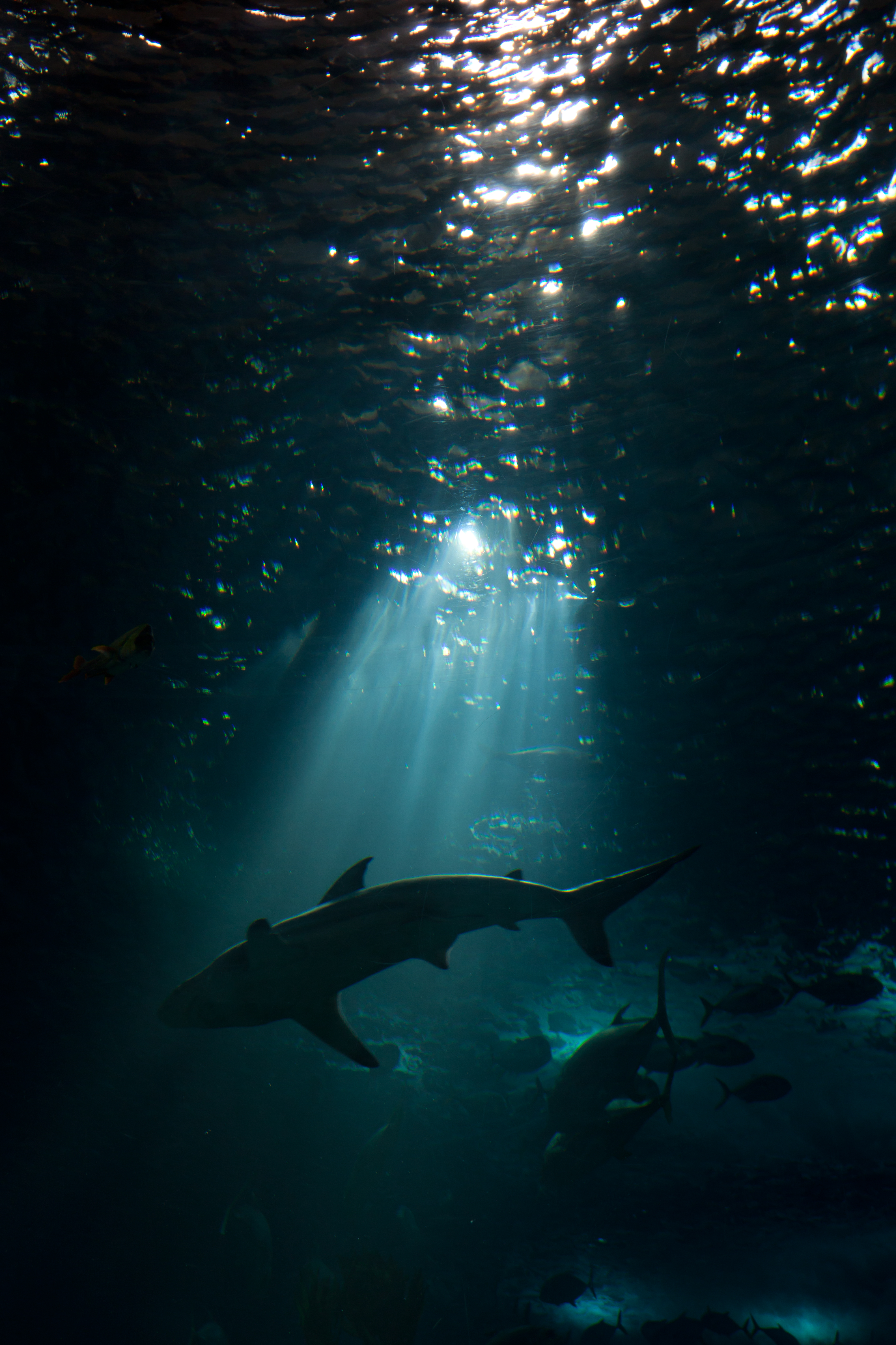 shark, underwater world, dark, animals