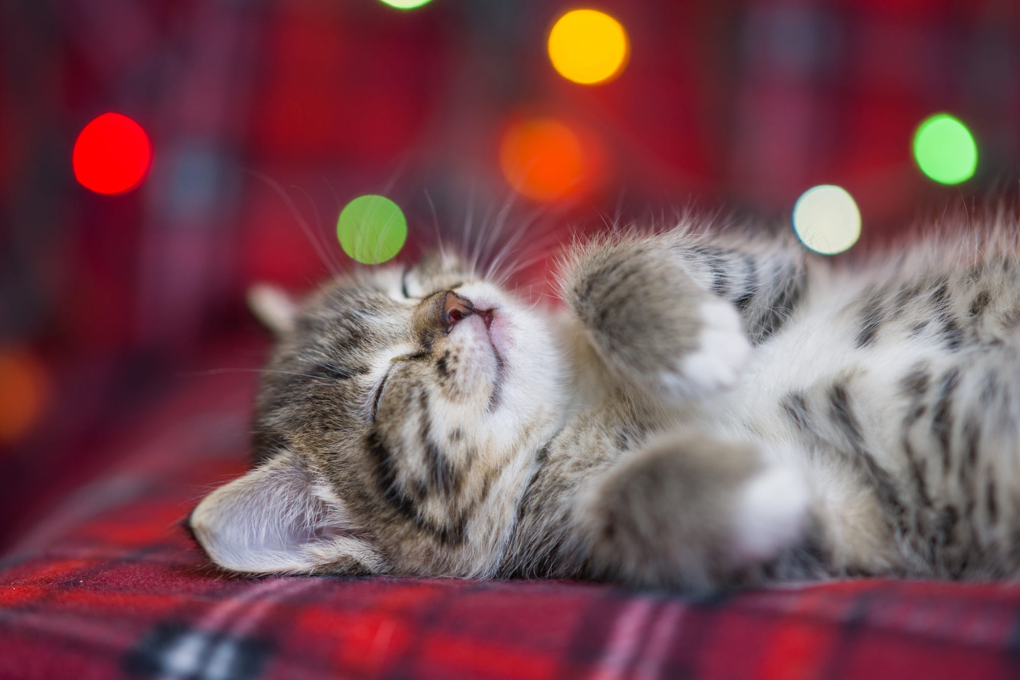 Descarga gratis la imagen Animales, Gatos, Gato, Gatito, Dormido, Bebe Animal en el escritorio de tu PC