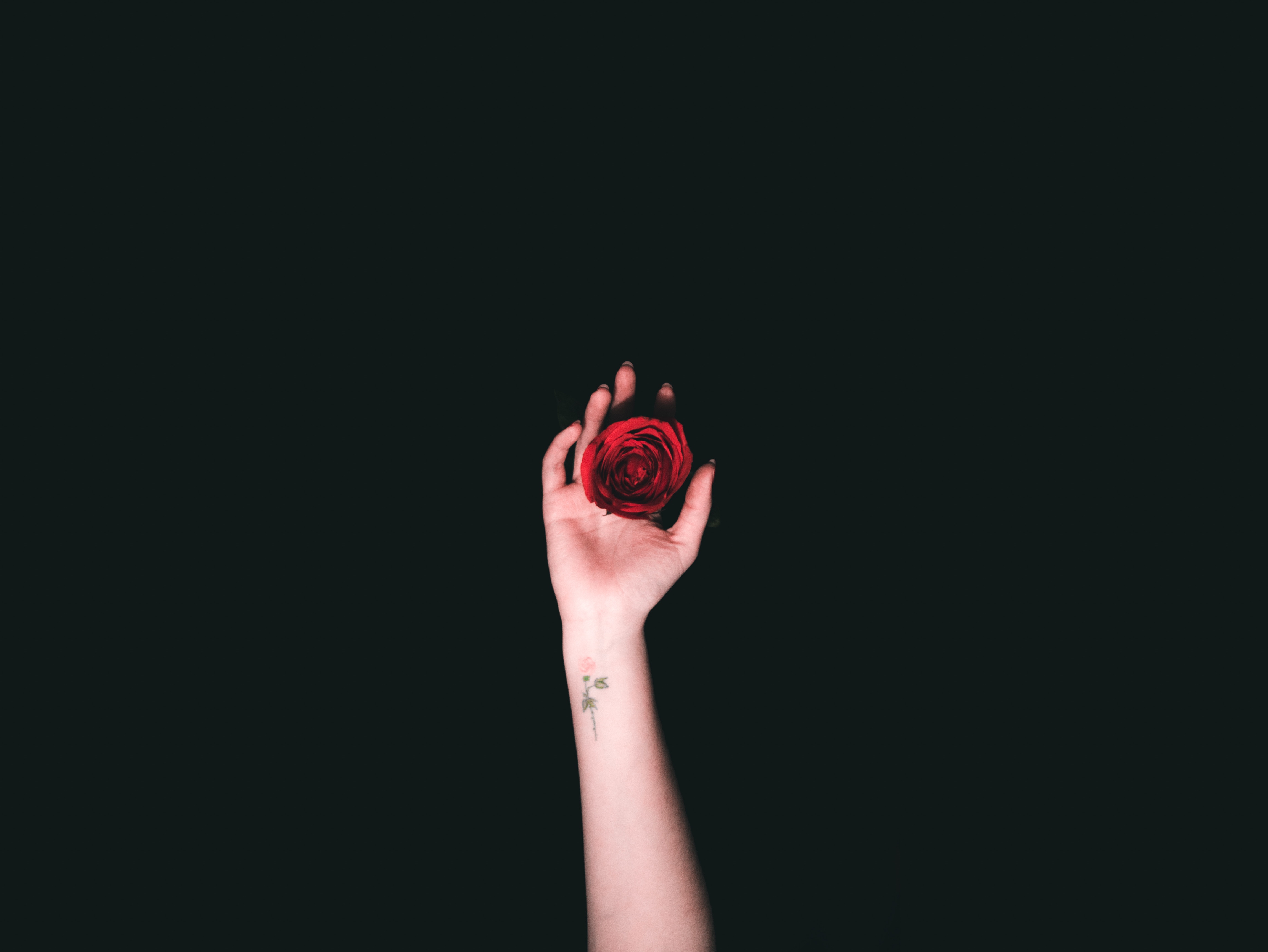 minimalism, hand, roses, tattoo