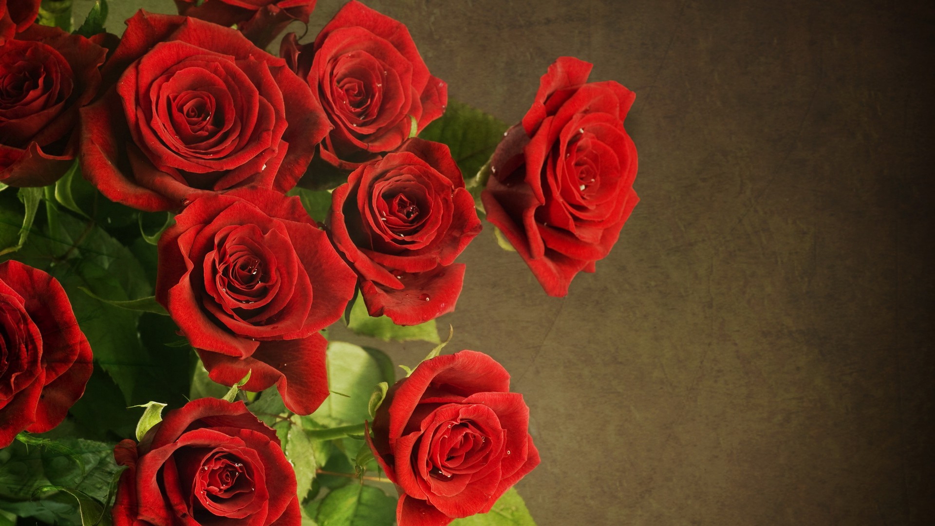 Download mobile wallpaper Flower, Rose, Earth, Red Rose for free.