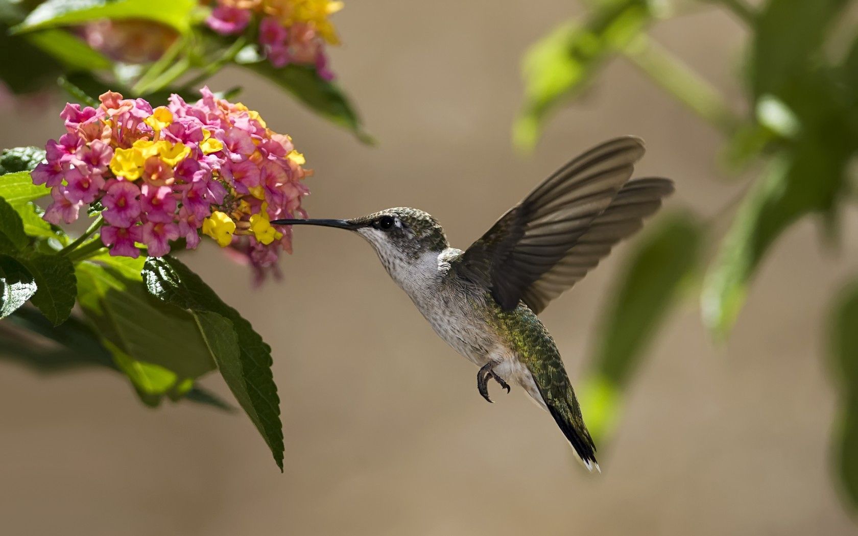 humming birds, animals, flowers, leaves, bird, sunny, nectar
