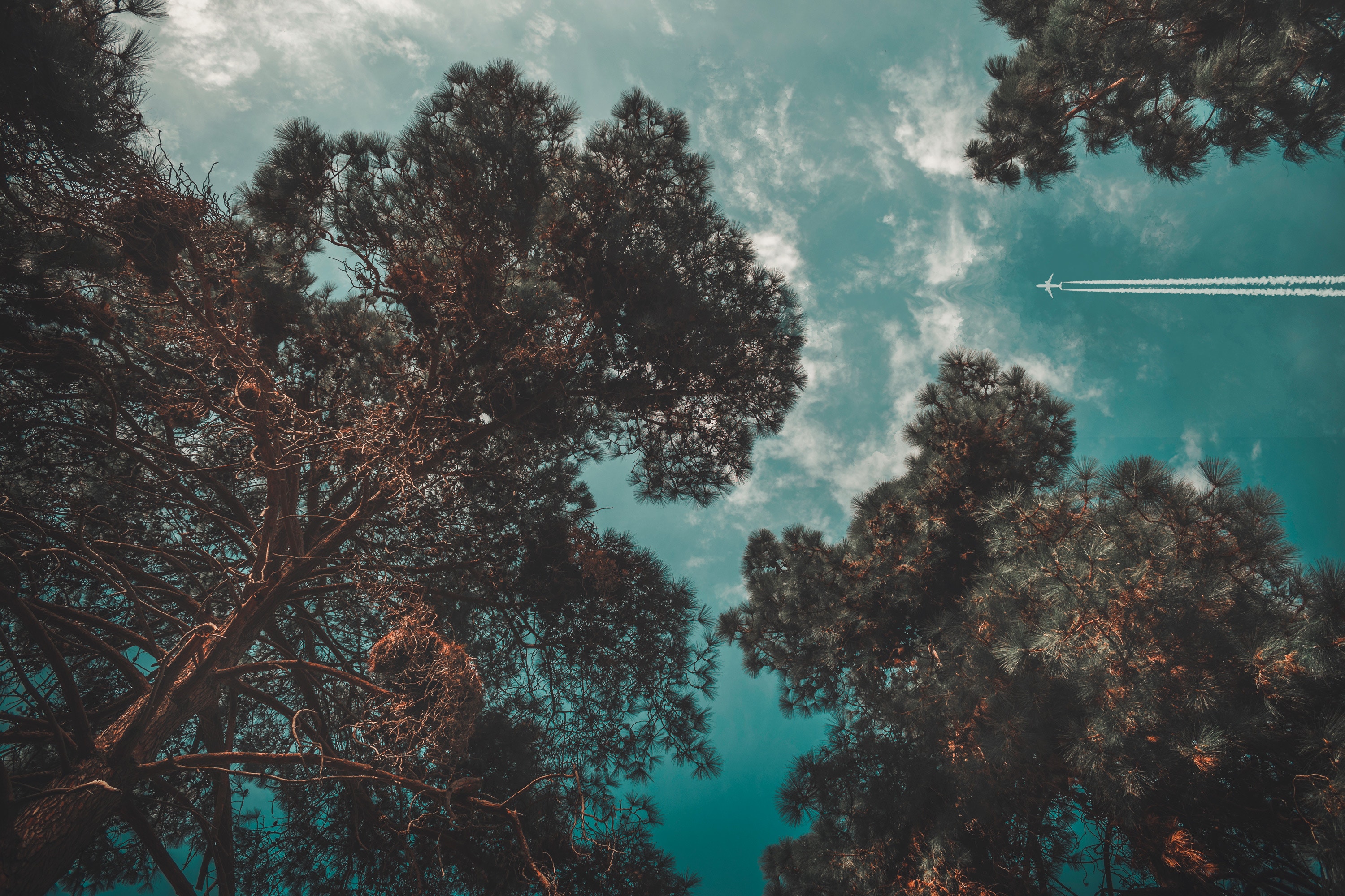Free download wallpaper Nature, Trees, Sky, Flight, Airplane, Plane on your PC desktop
