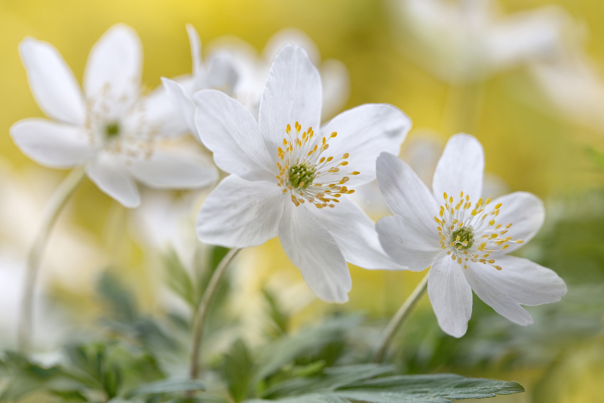 Download mobile wallpaper Flowers, Flower, Close Up, Earth, Anemone, White Flower for free.