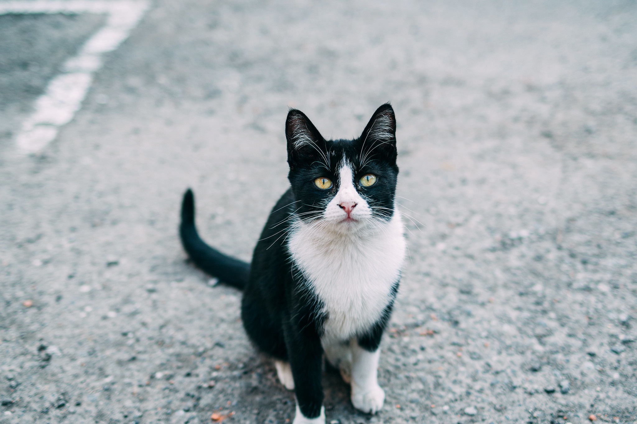 Handy-Wallpaper Tiere, Katzen, Katze, Starren kostenlos herunterladen.