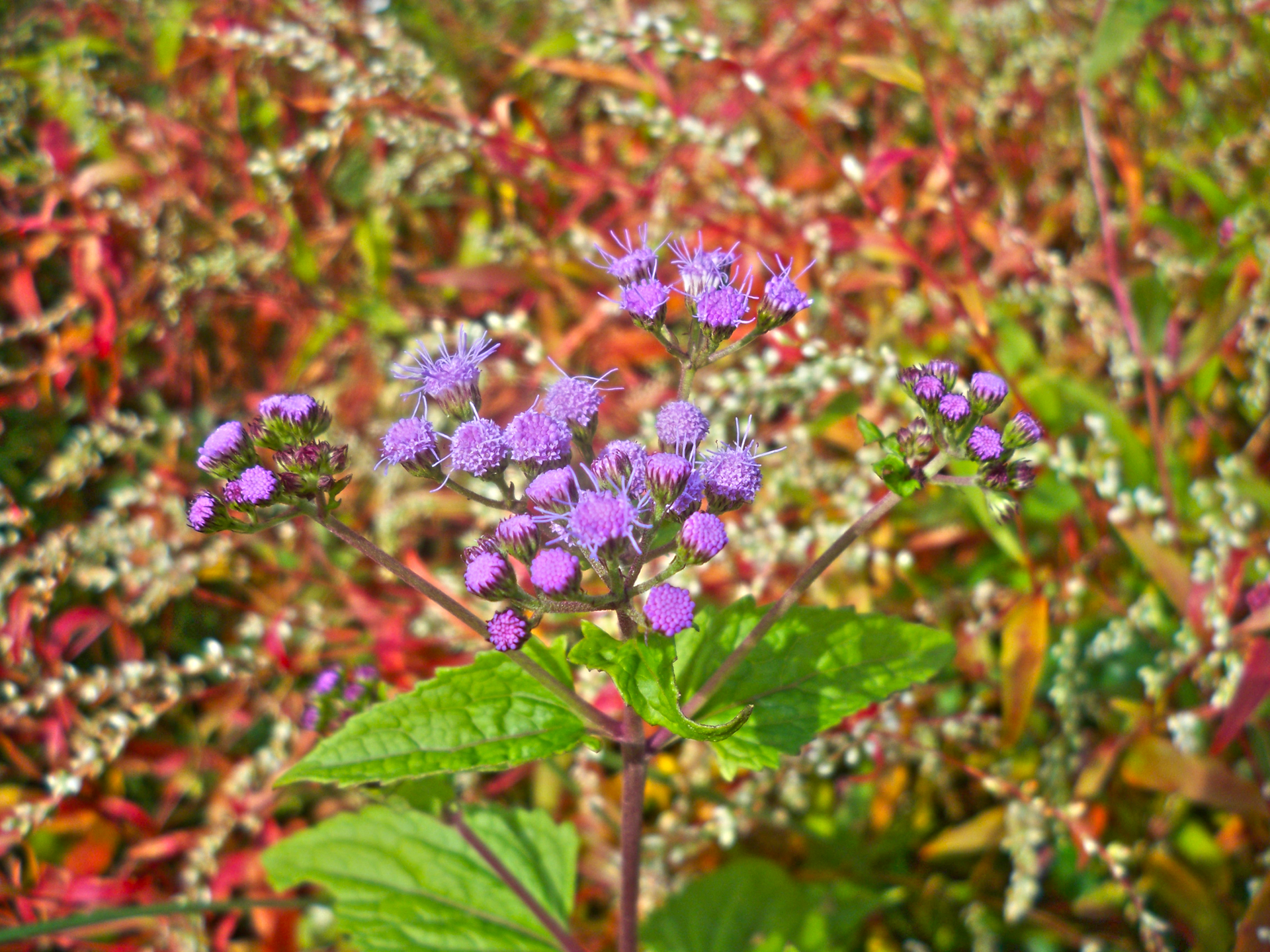 Baixar papel de parede para celular de Flores, Flor, Terra/natureza gratuito.