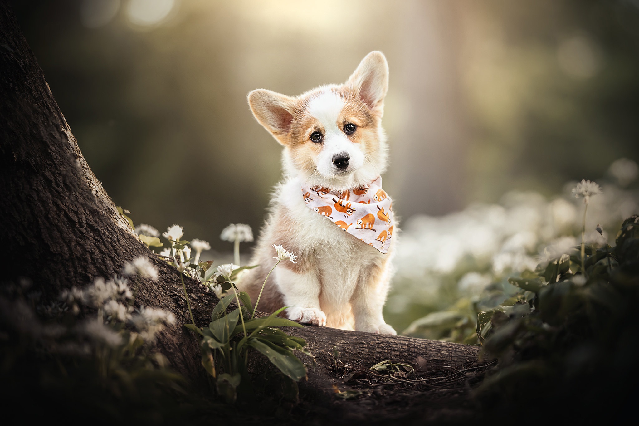 Download mobile wallpaper Dogs, Dog, Animal, Puppy, Corgi, Baby Animal for free.