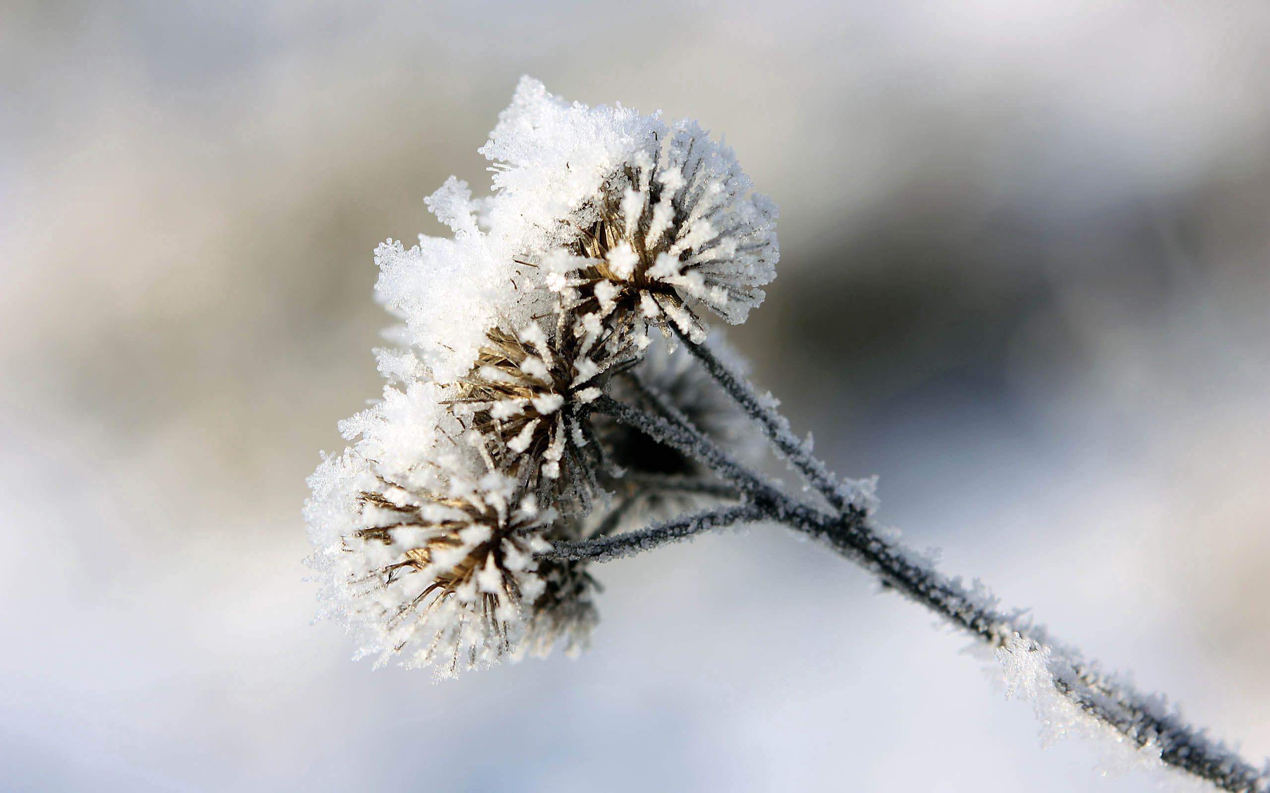 frost, winter, snow, macro, hoarfrost, thorns, prickles, burdock, agrimony