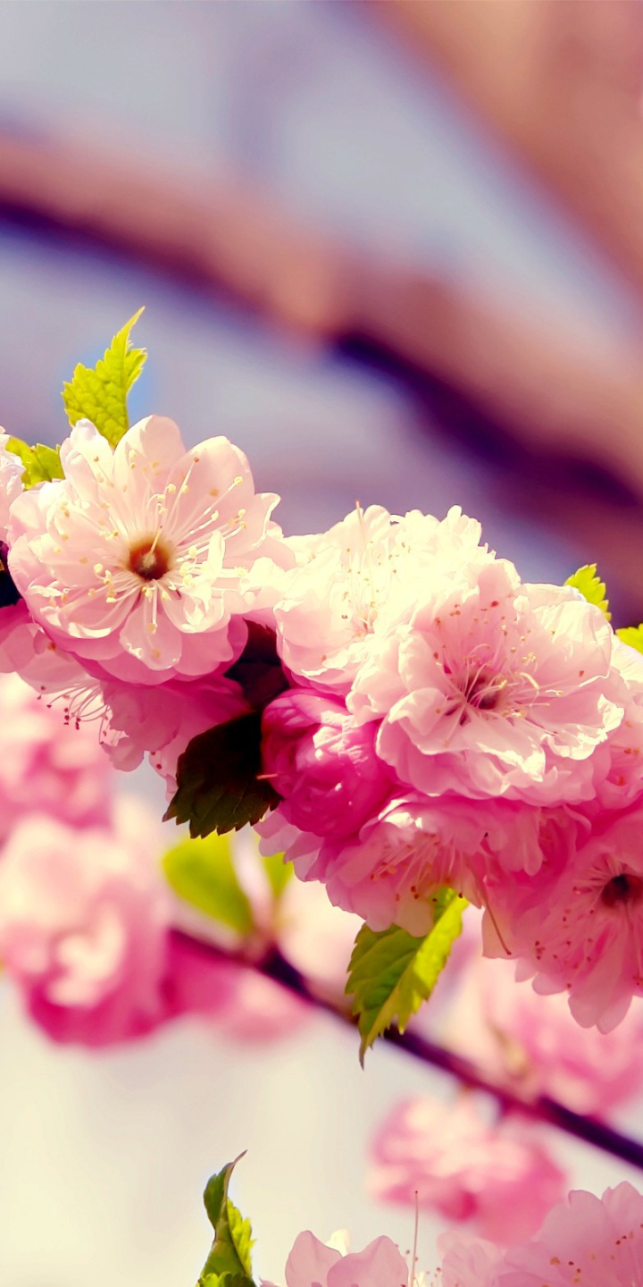 Download mobile wallpaper Flowers, Cherry, Flower, Earth, Blossom for free.