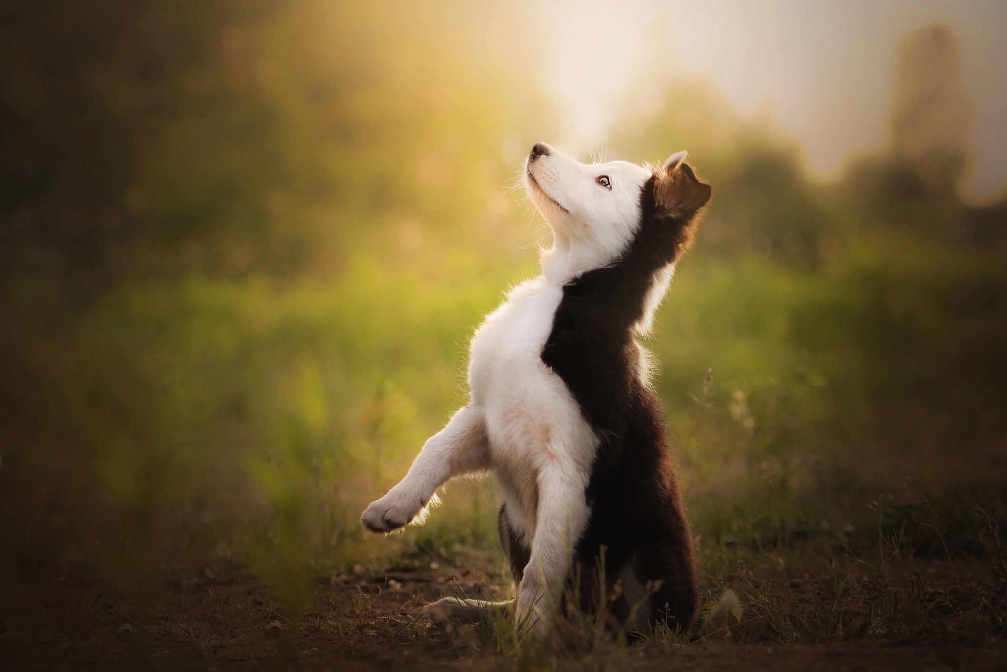 Laden Sie das Tiere, Hunde, Hund, Welpen, Border Collie, Tierbaby-Bild kostenlos auf Ihren PC-Desktop herunter