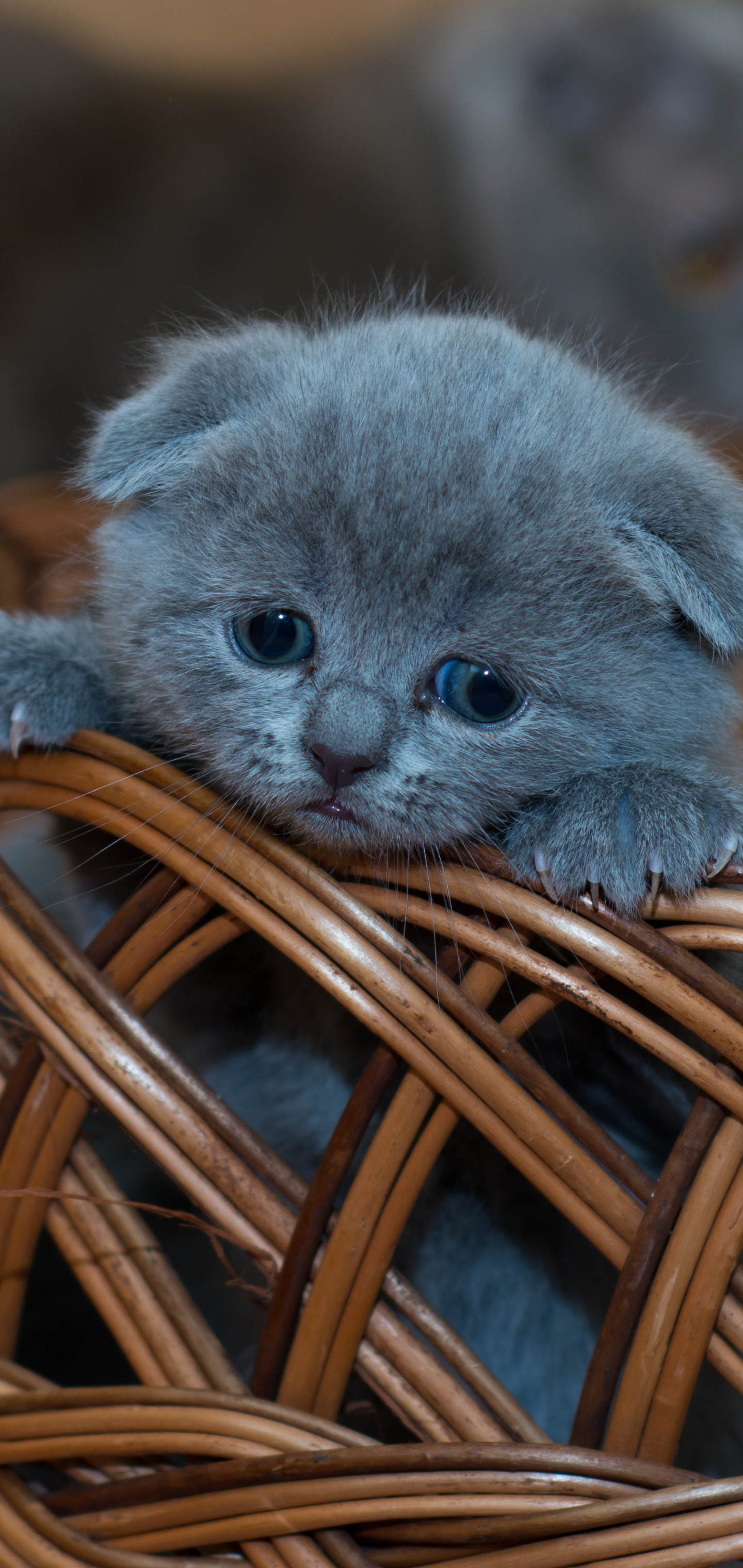 Download mobile wallpaper Cats, Cat, Kitten, Animal, Basket, Baby Animal for free.